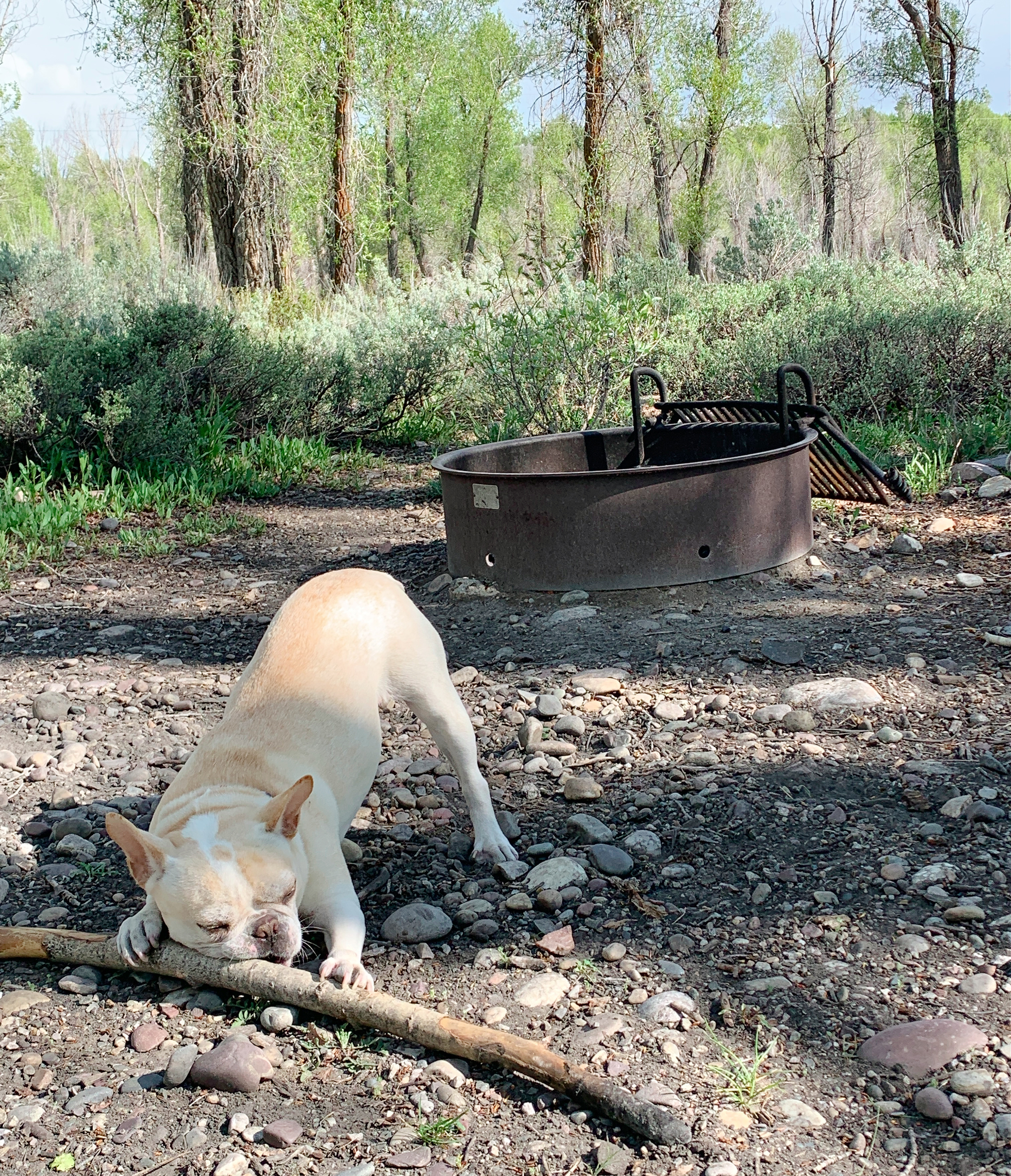 A dog chews on a stick at a campground.
