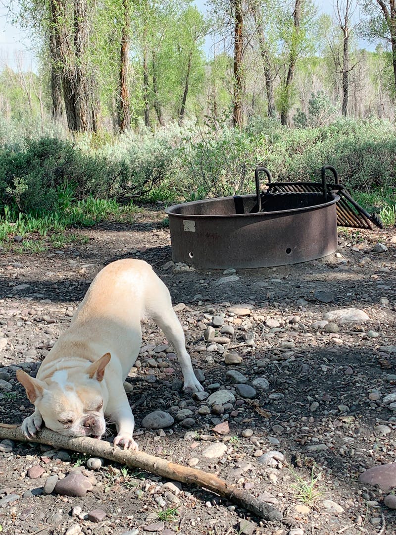 A dog chews on a stick at a campground.