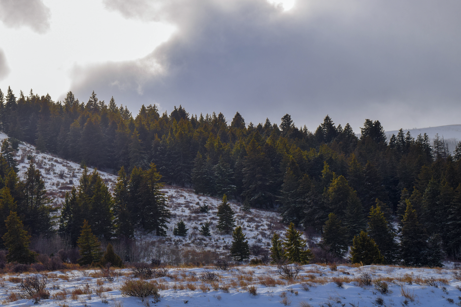 Sun breaking through clouds over a hillside of dense pine trees and snowy grass