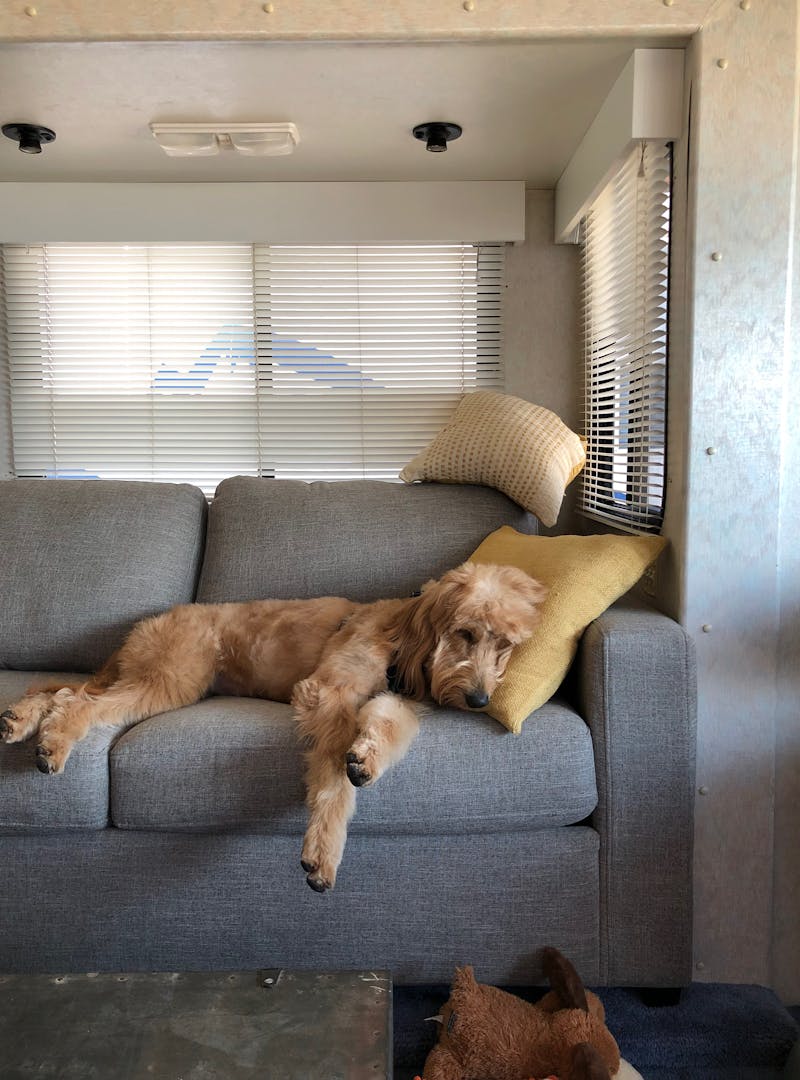 A sleepy goldendoodle resting on a couch with her head on a pillow.