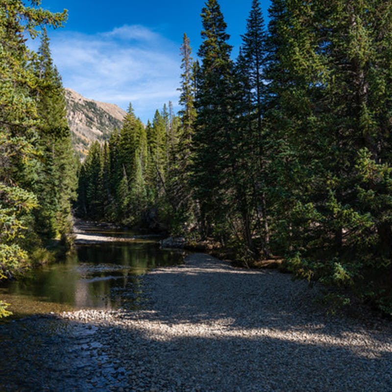Water winding among tall pine trees to form the Roaring Fork River.