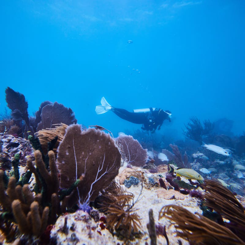 Adrienne Jordan scuba diving at Alligator Reef in Islamorada, Florida.