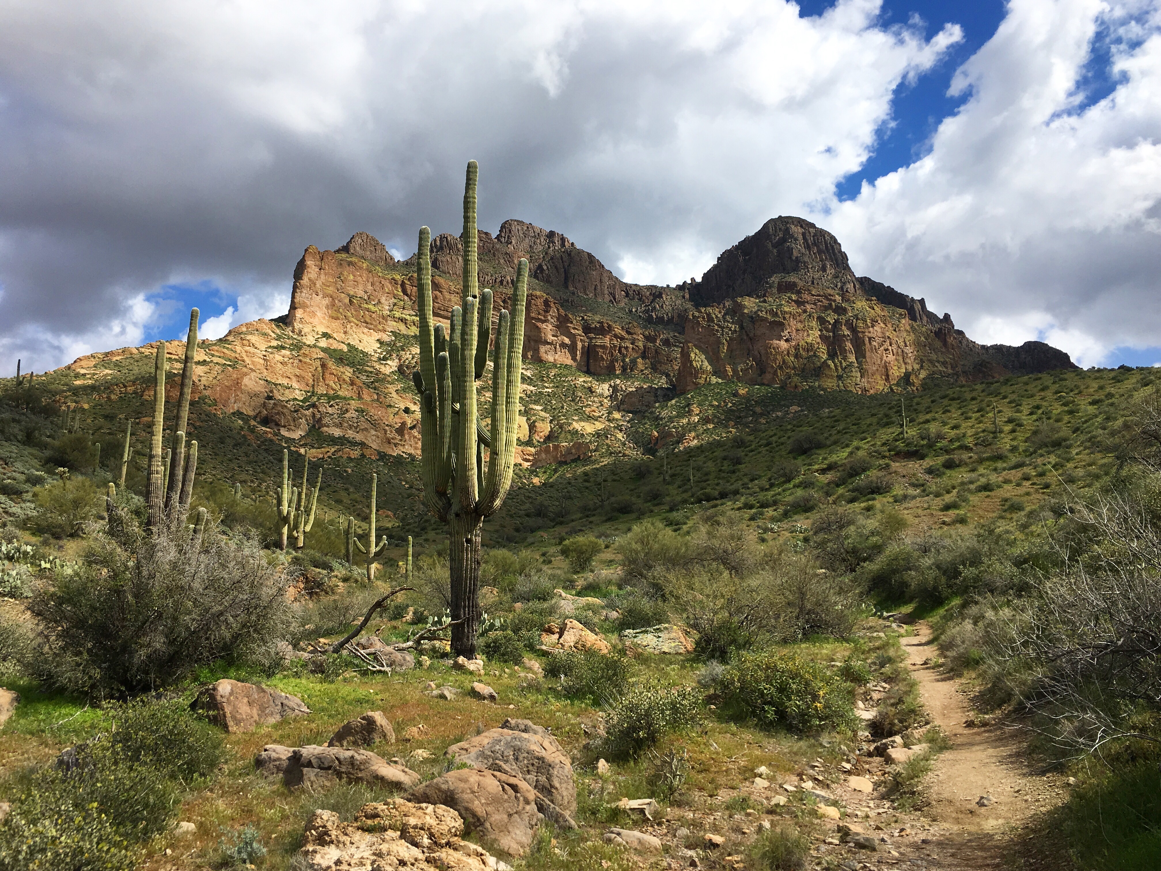 A trail through Tonto National Forest 