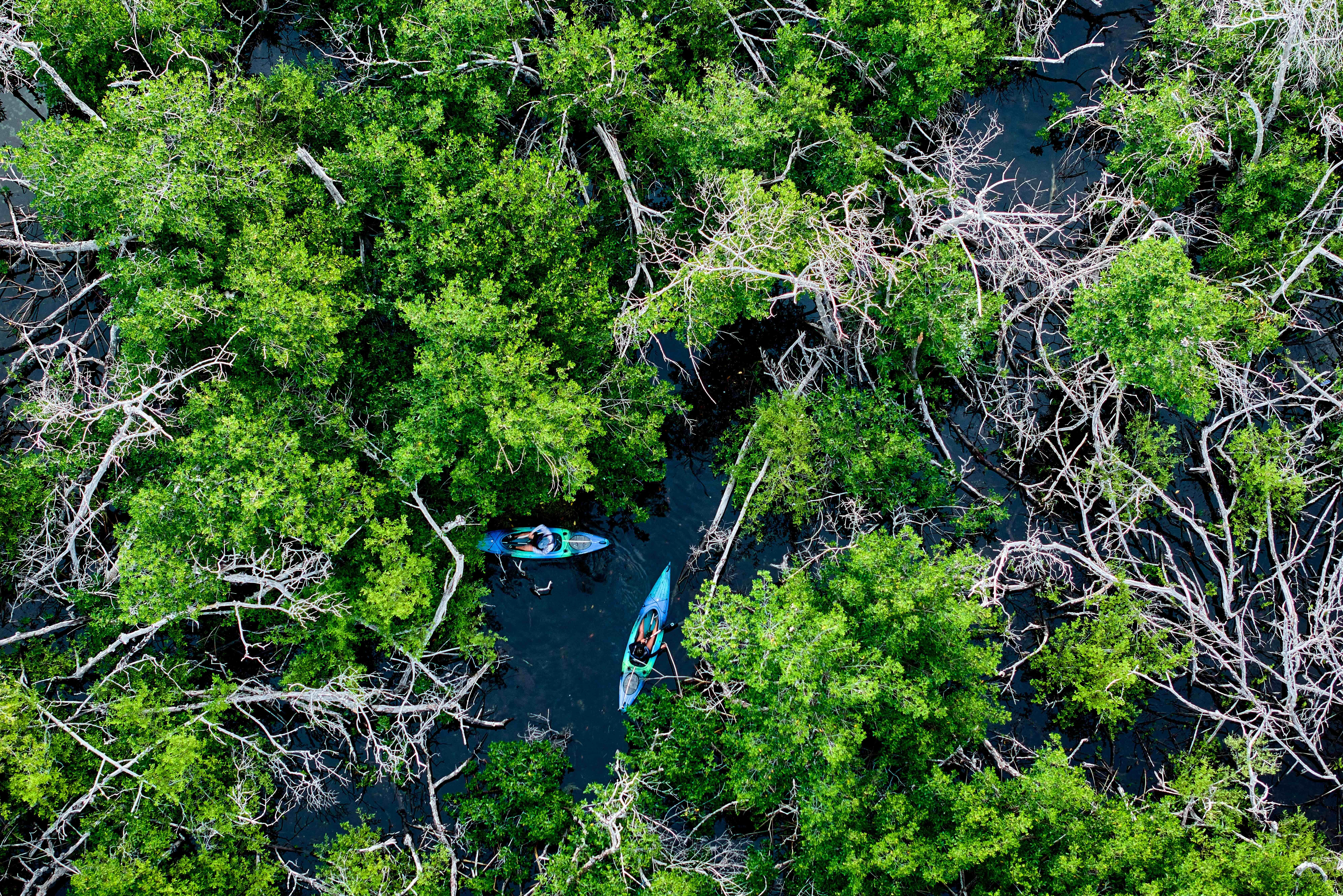 Two kayakers are seen kayaking through mangroves in the Florida Keys.