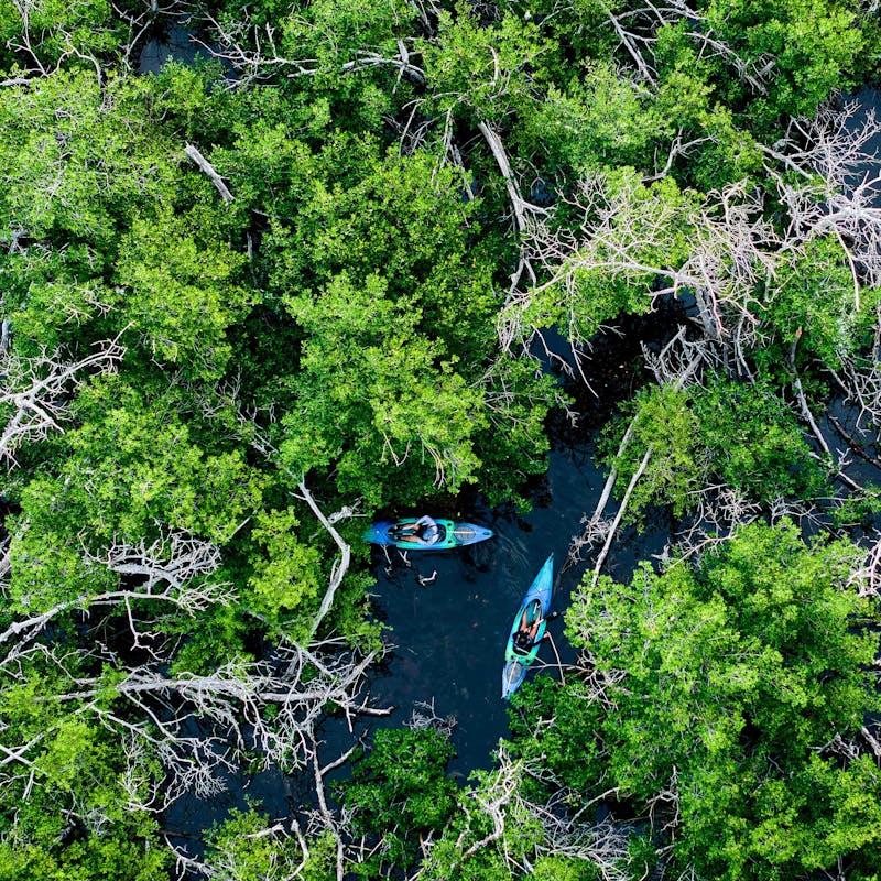 Two kayakers are seen kayaking through mangroves in the Florida Keys.