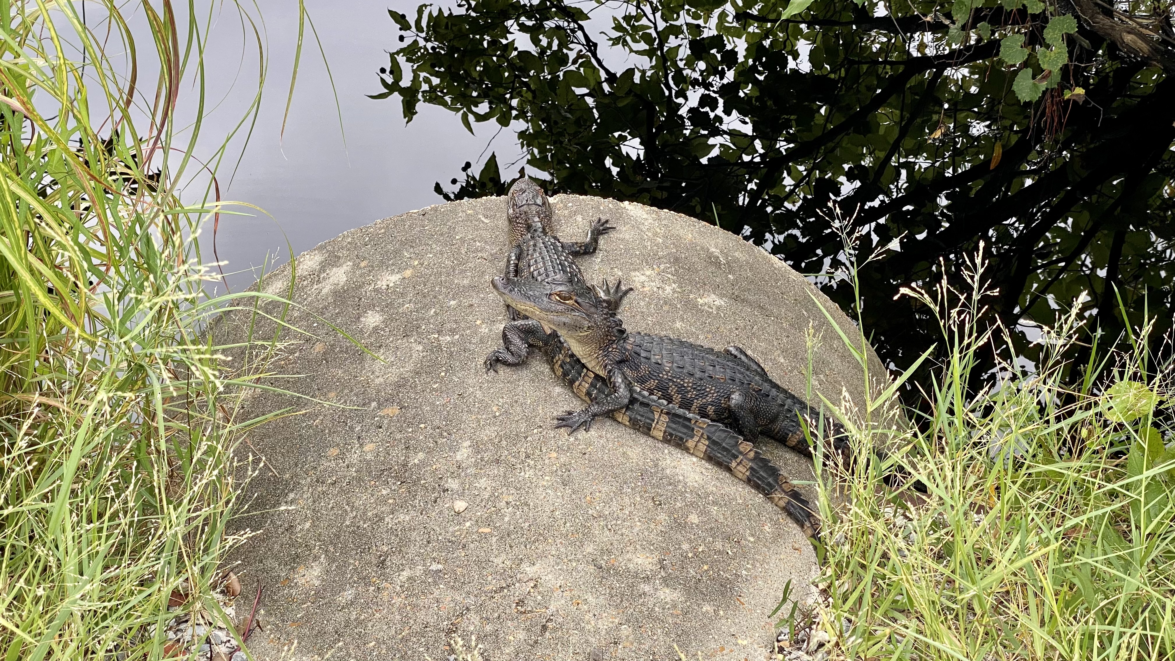 Total Savings: $1,968.62 (67%)