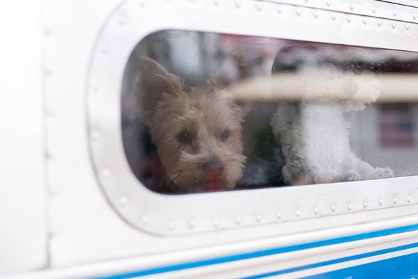 A view from the outside of an RV looking into the RV showing Christina Griffin's dogs. 
