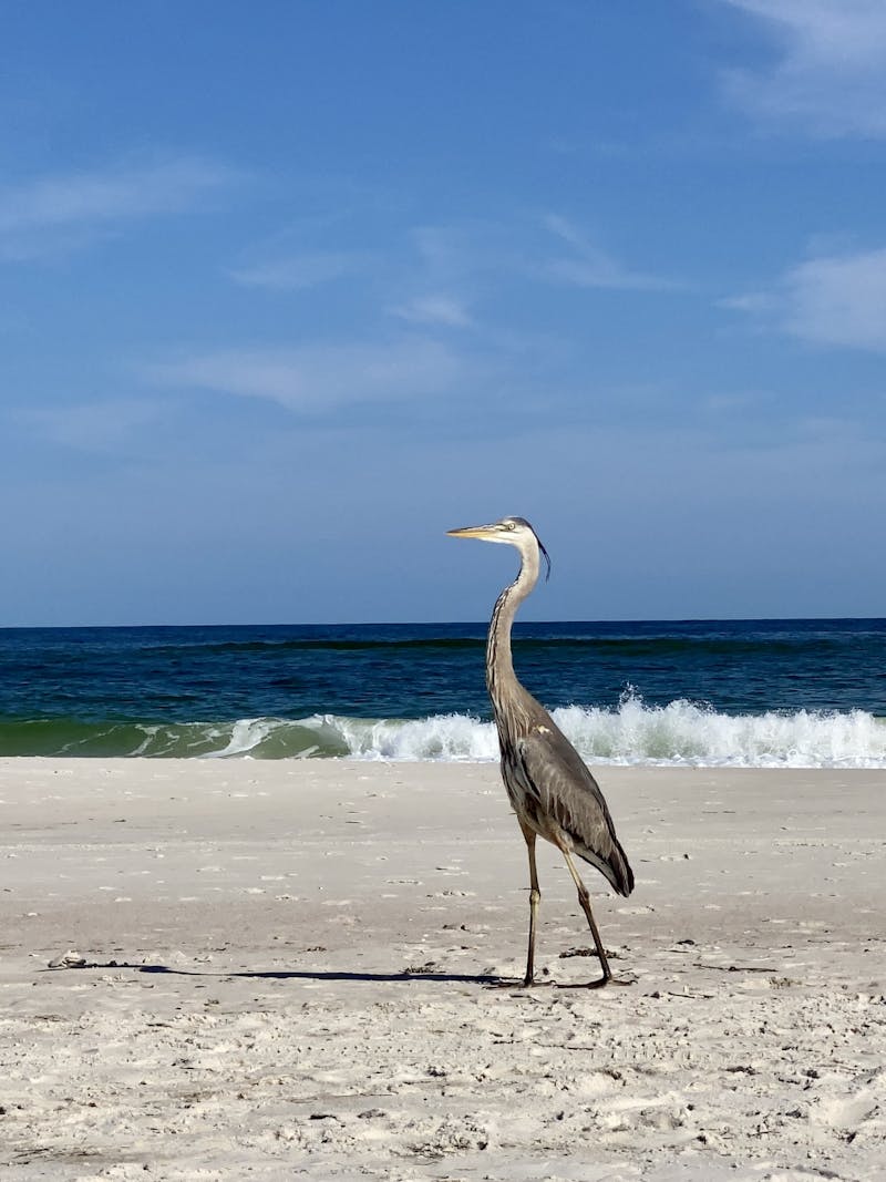 A bird walks on the beach