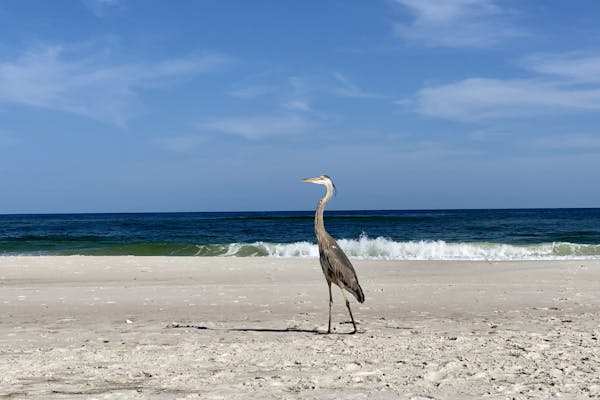 A bird walks on the beach