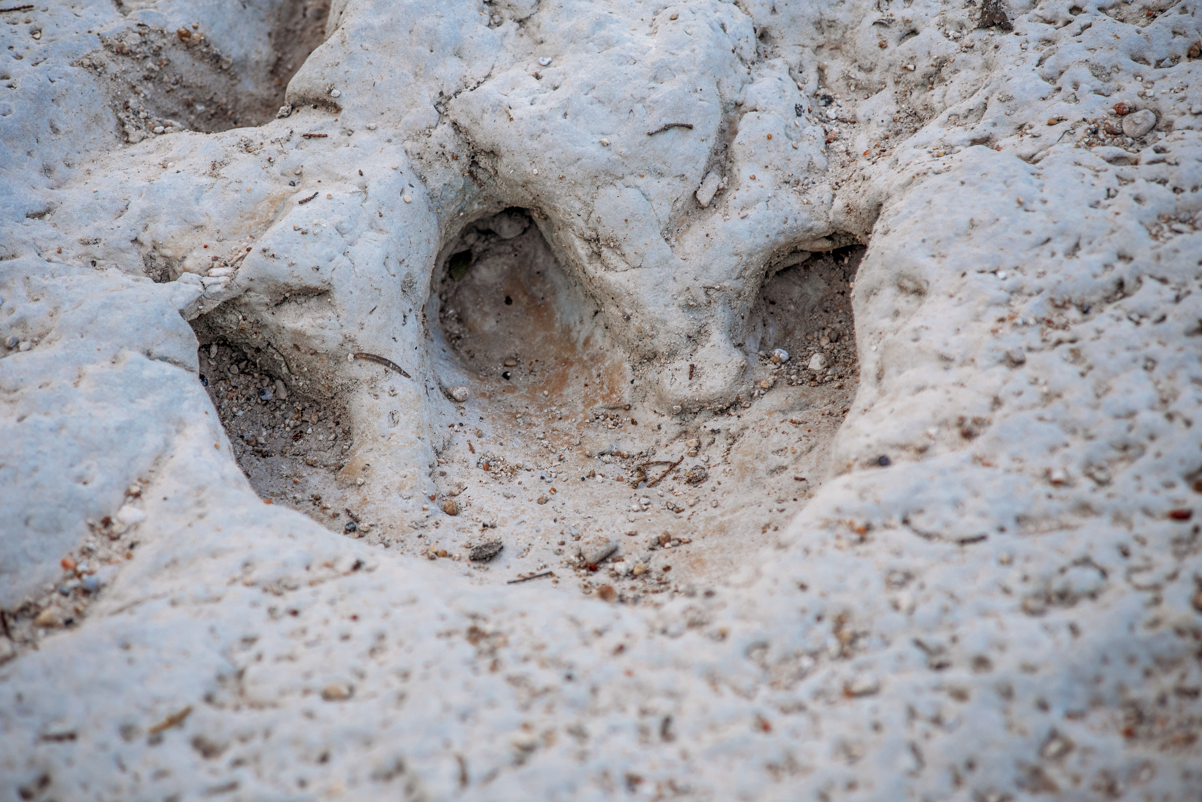 A photo of a fossil dinosaur footprint