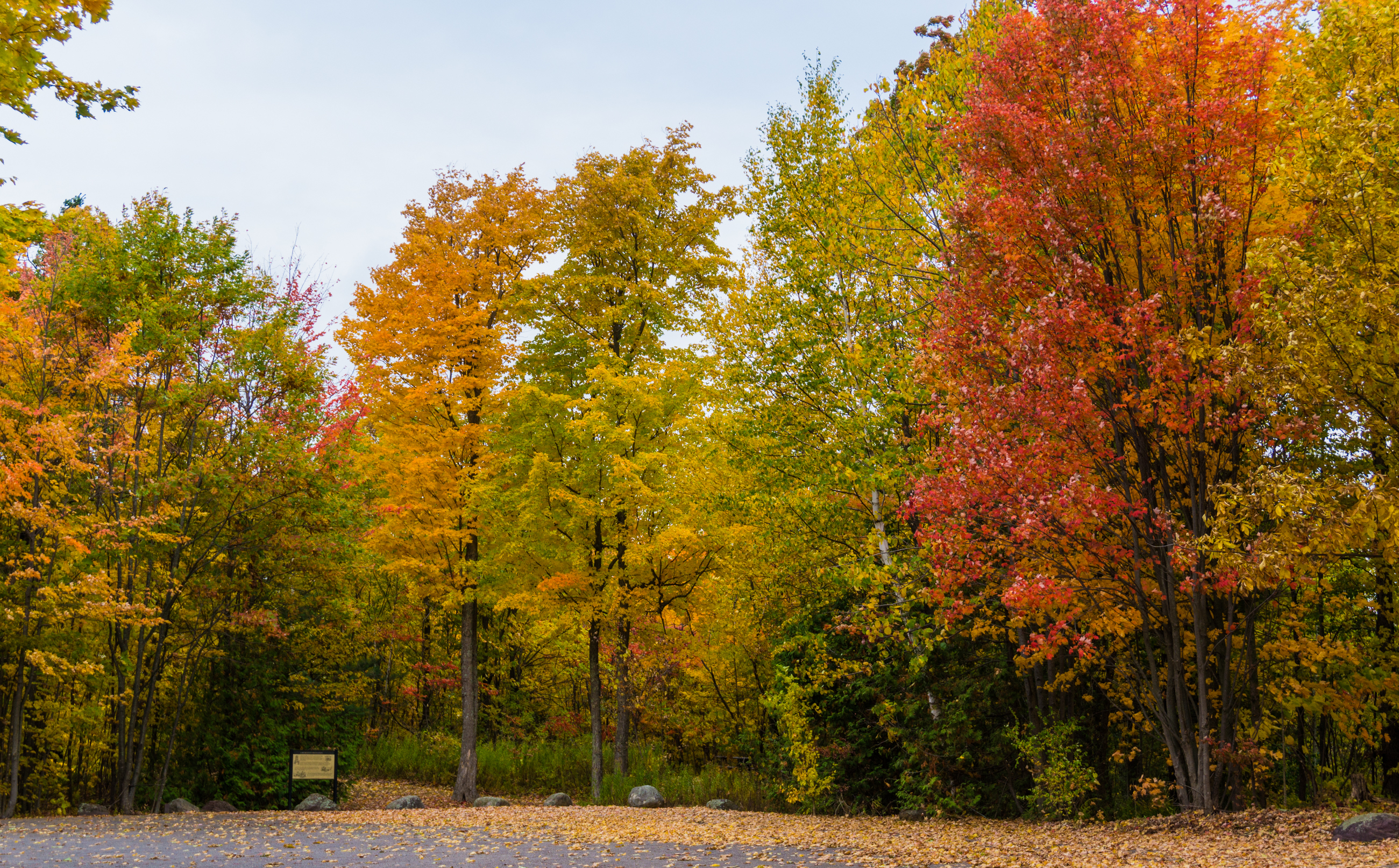 Tall orange, yellow and red trees line a dark road covered in leaves