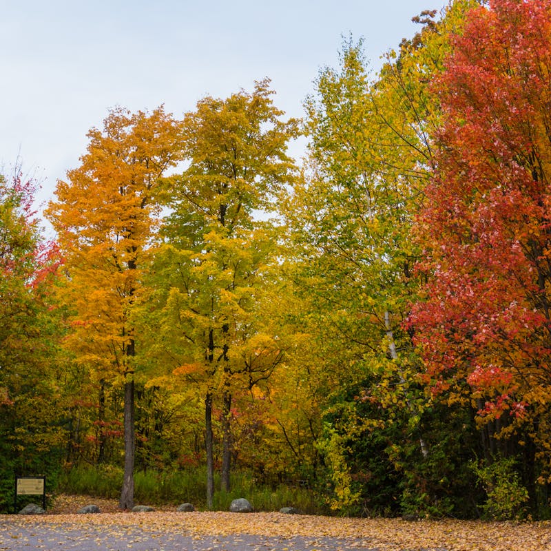 Tall orange, yellow and red trees line a dark road covered in leaves