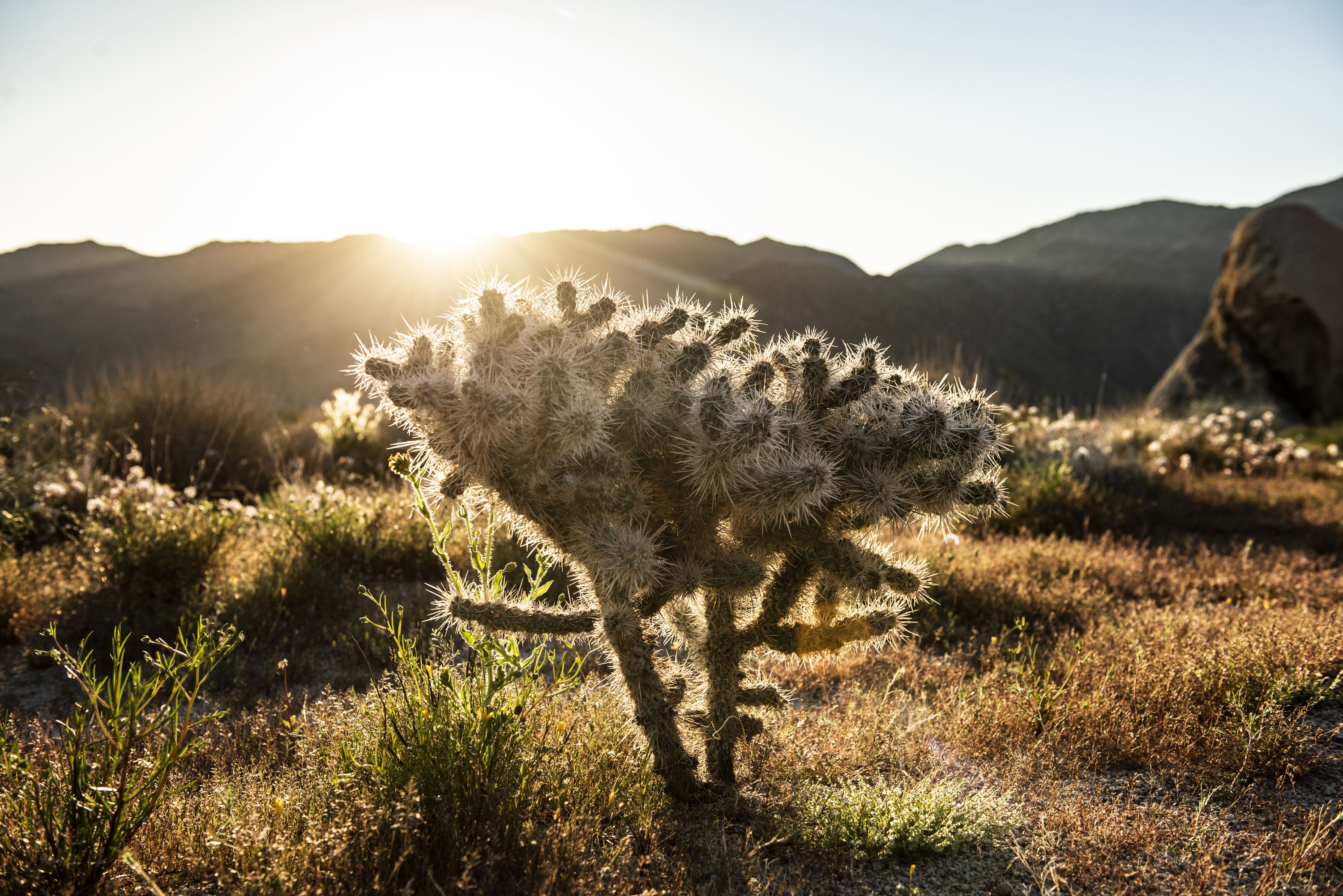 A joshua tree