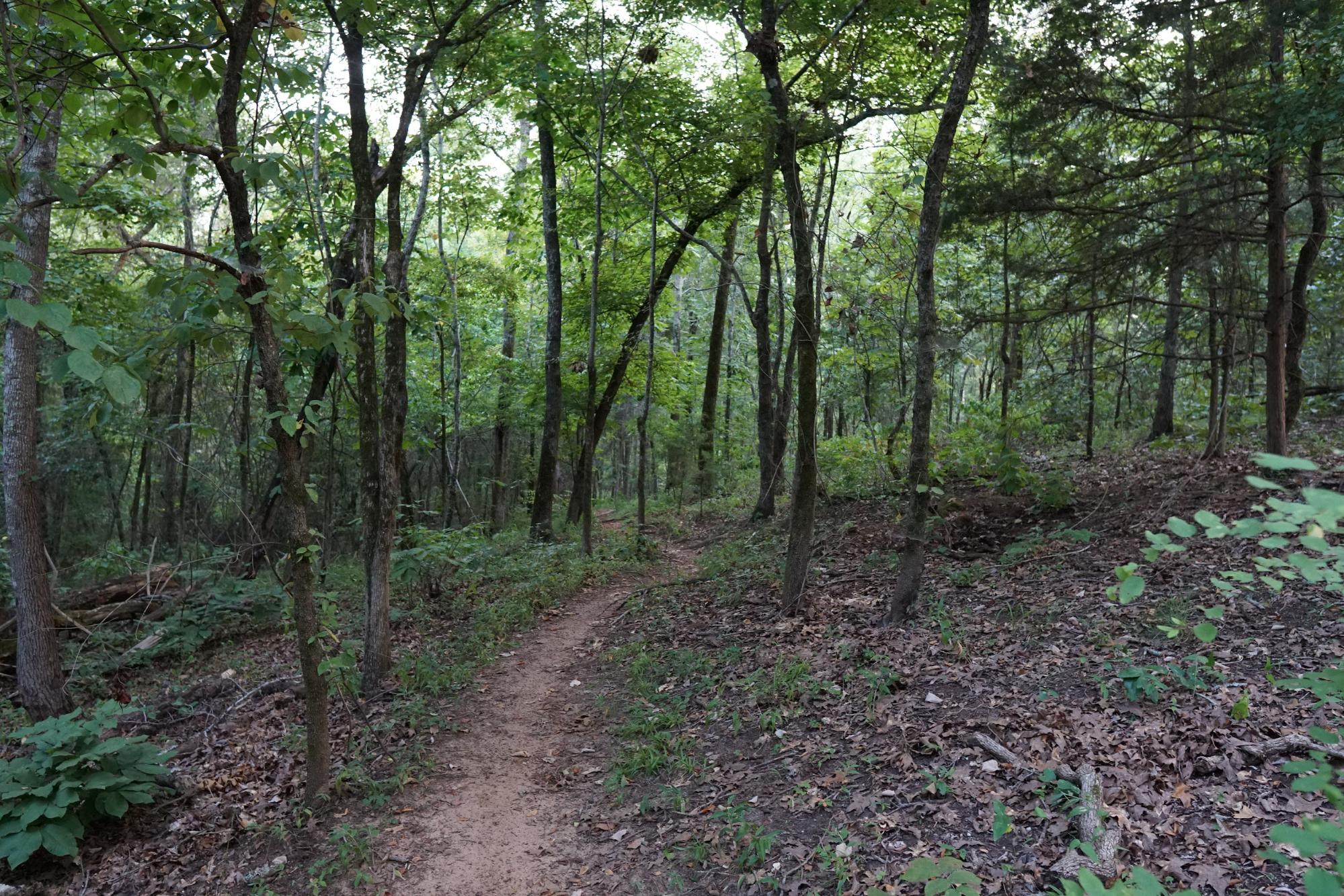 A trail through a green forest.