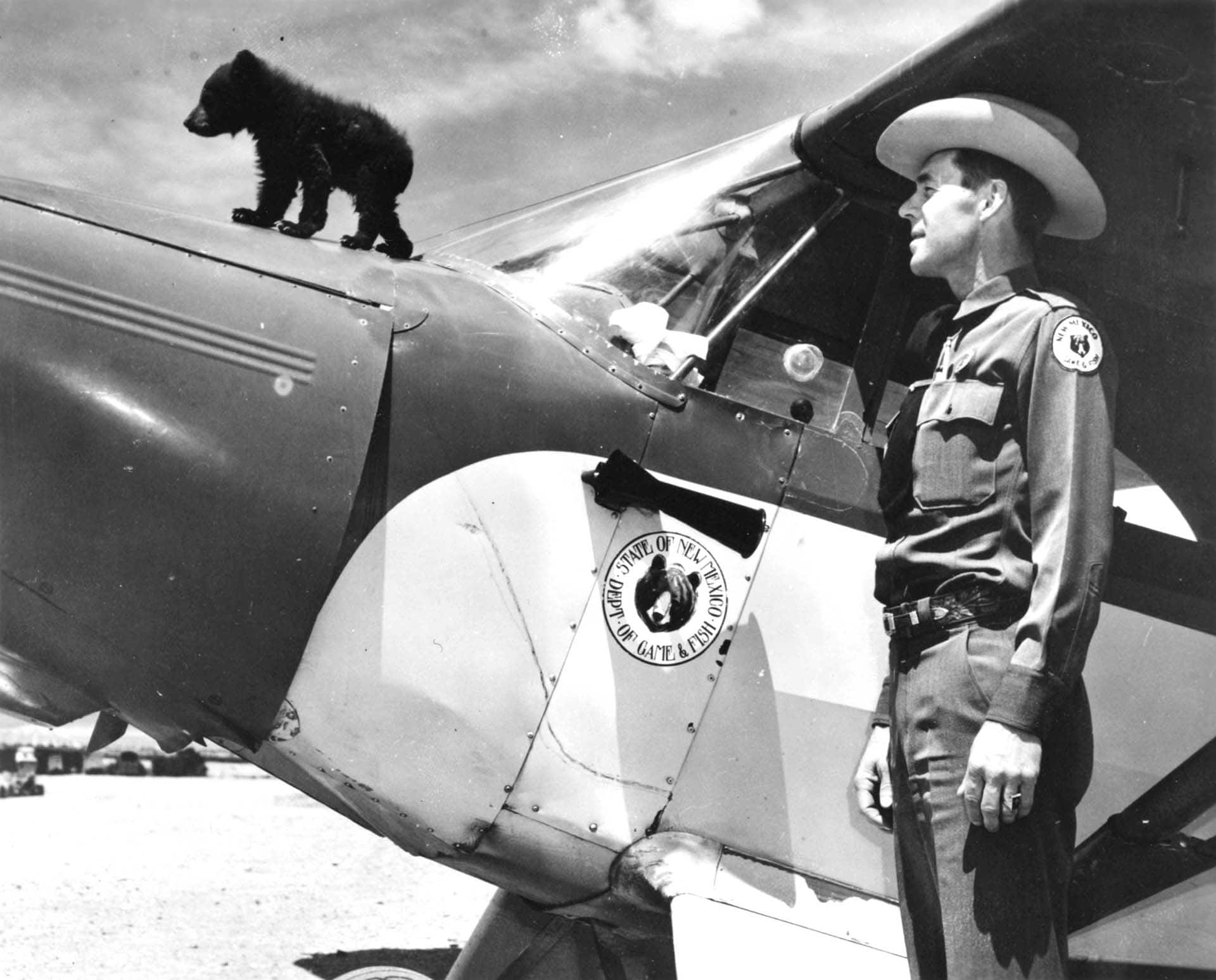 Black and white photograph of bear cub on top of airplane with park ranger in 1950