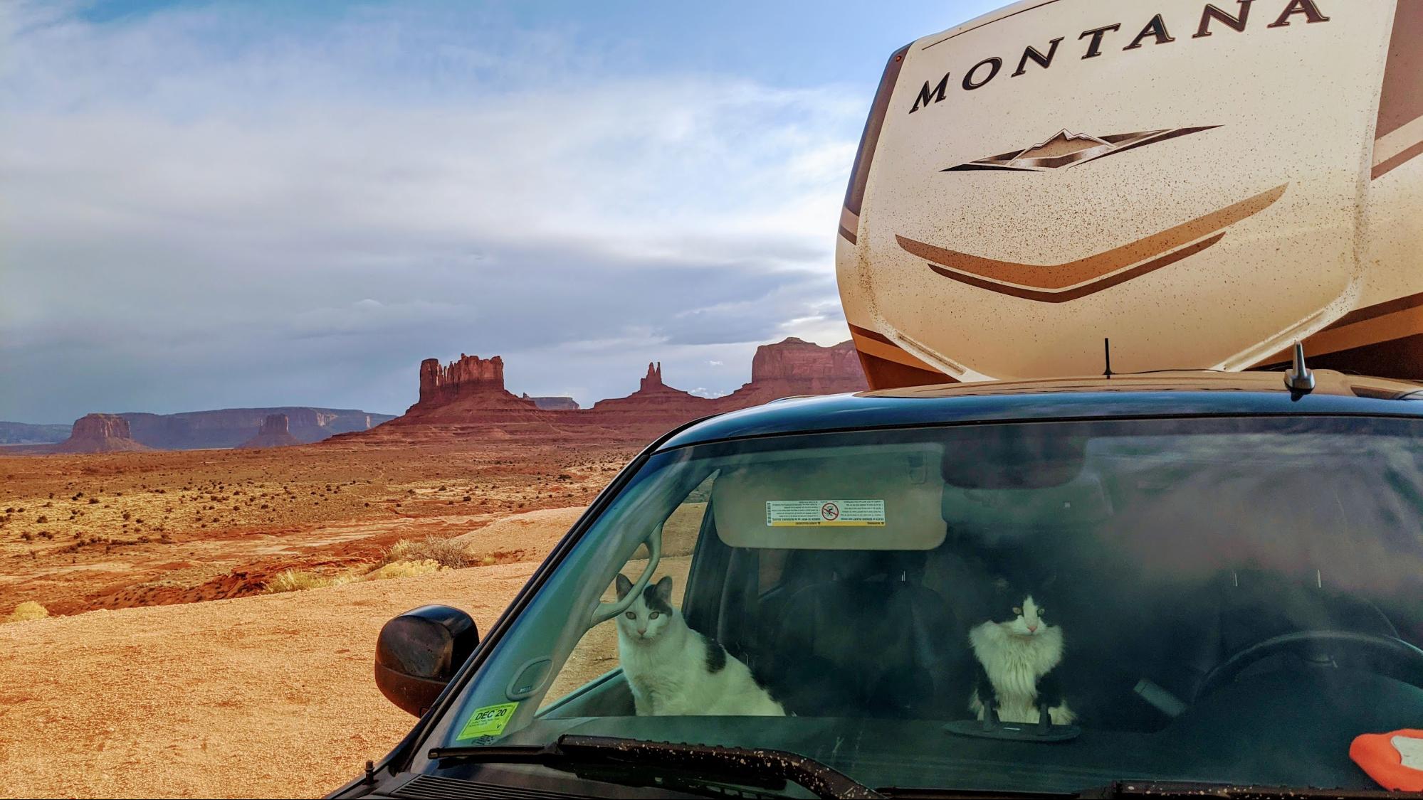 Mike and Brittany Ciepluch's cat peer out the window of their truck in the desert. 