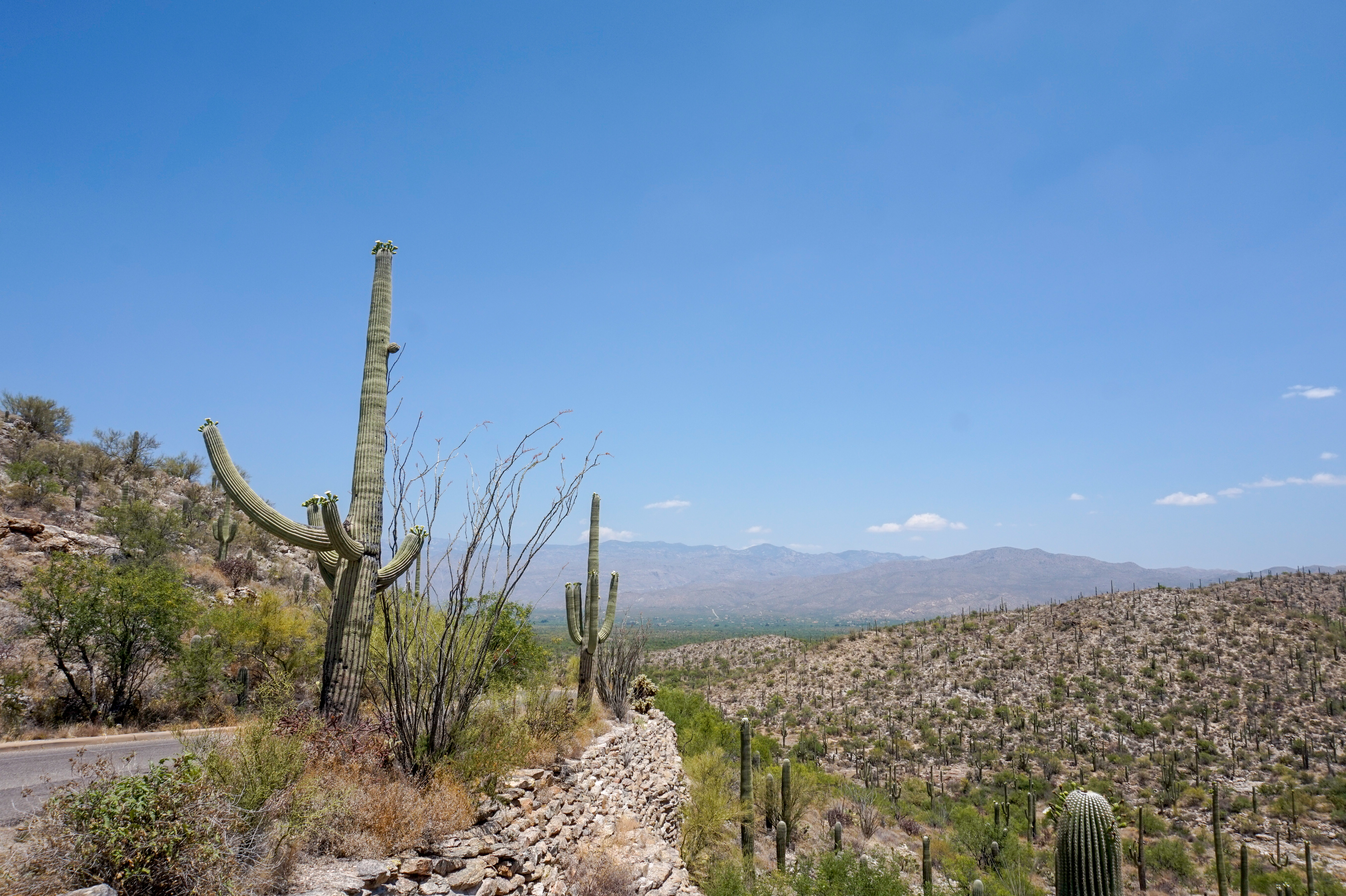 Saguaro cactus alongside the road with mountains in the background