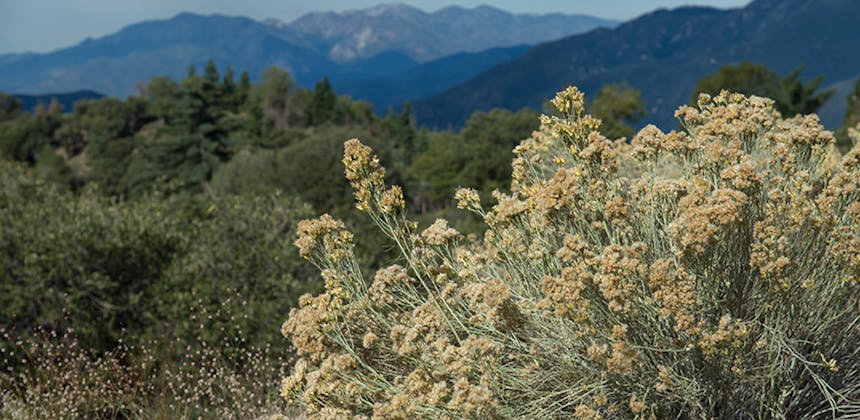 Tall grass, plants, and mountainscapes in San Bernardino National Forest.