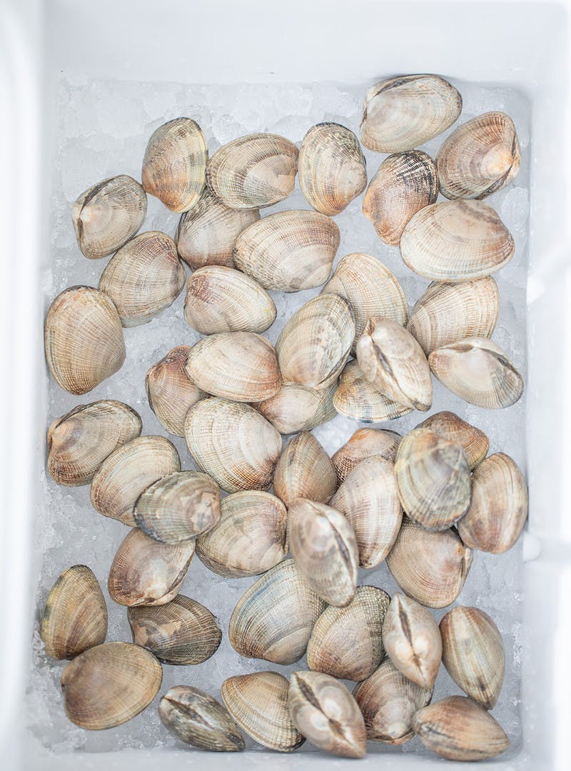 White bucket of fresh clams on ice.