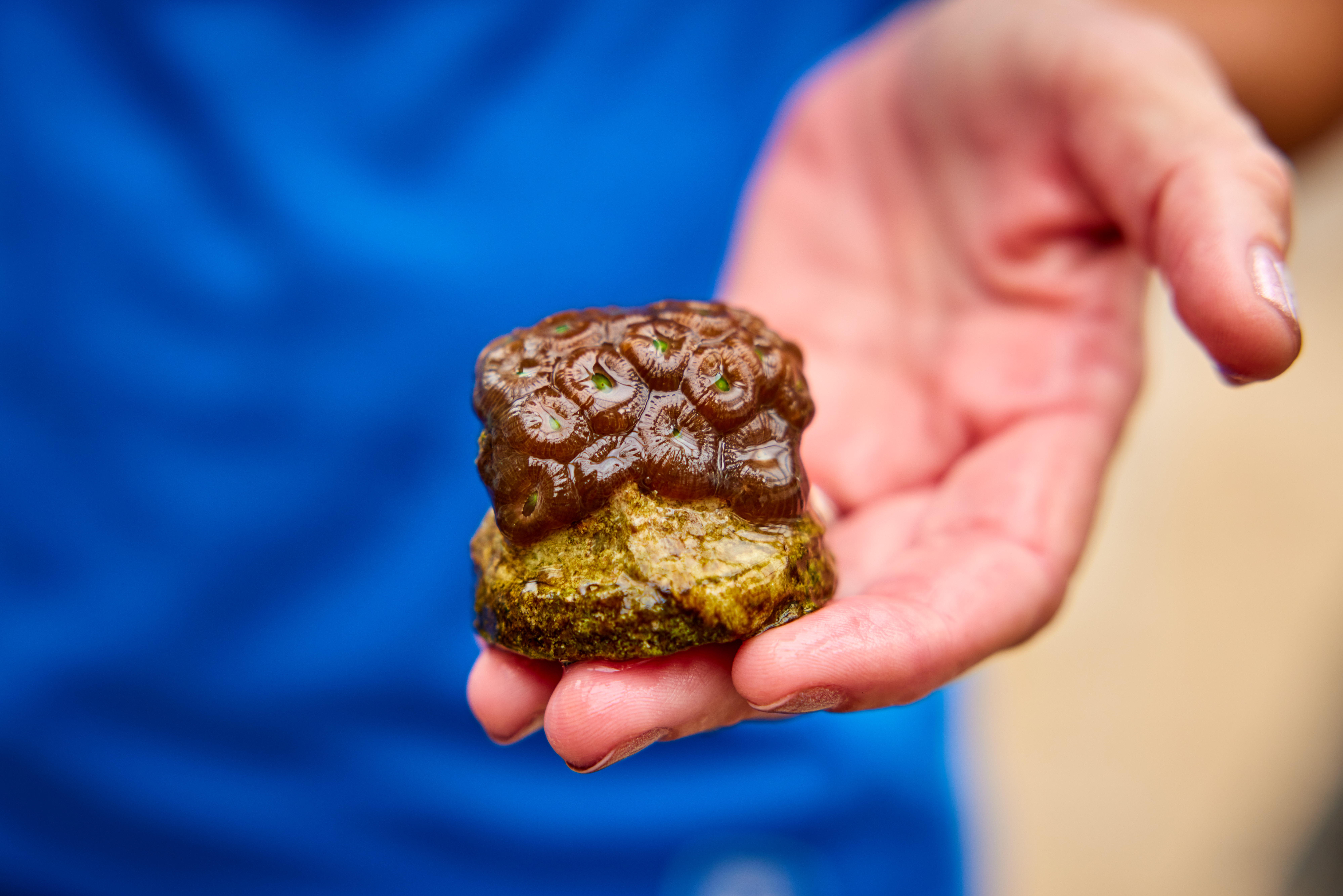 A Mote Marine Labs staff member holds a baby coral.