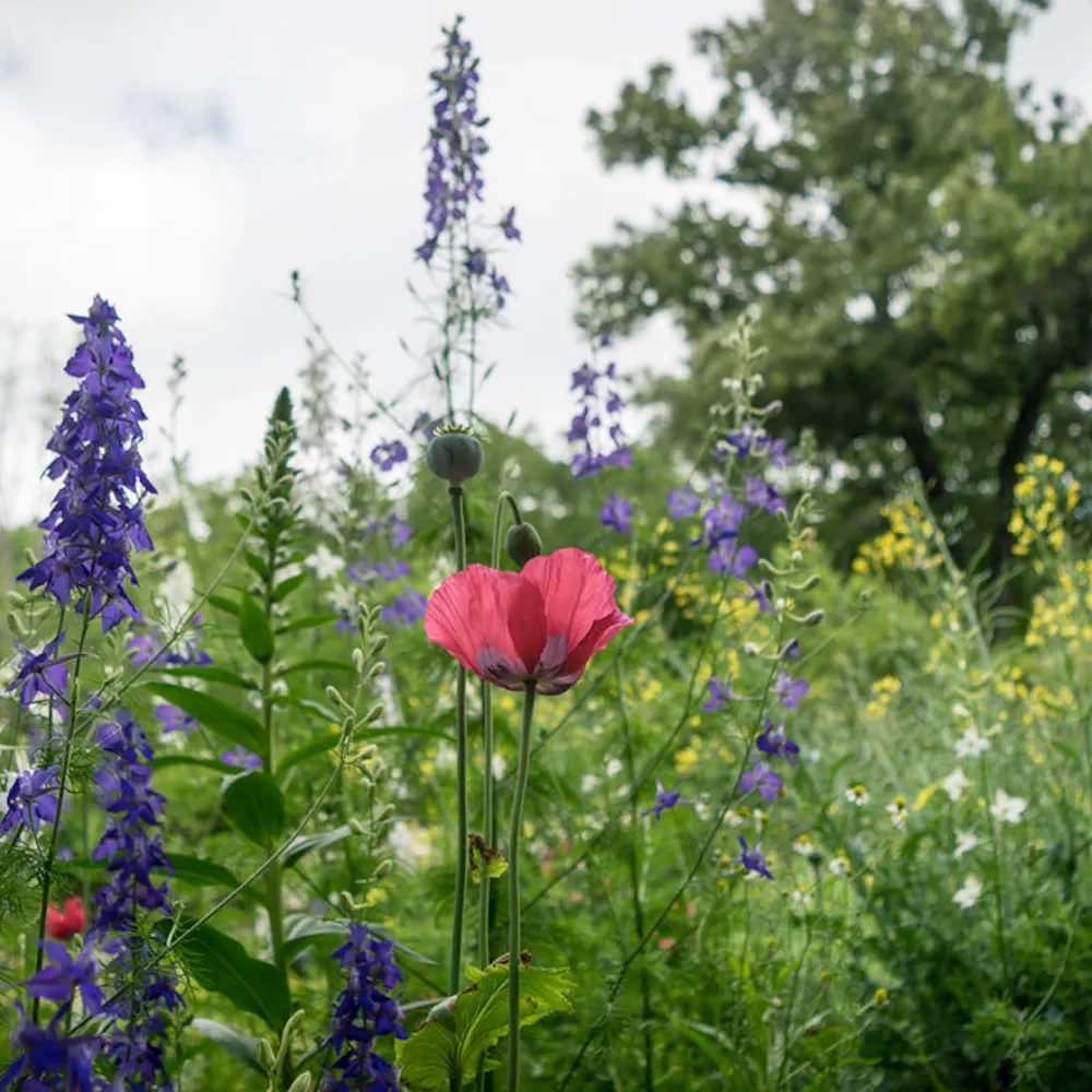 Single pink flower in a field of colorful wildflowers at the State Botanical Garden of Georgia in Athens, Georgia.