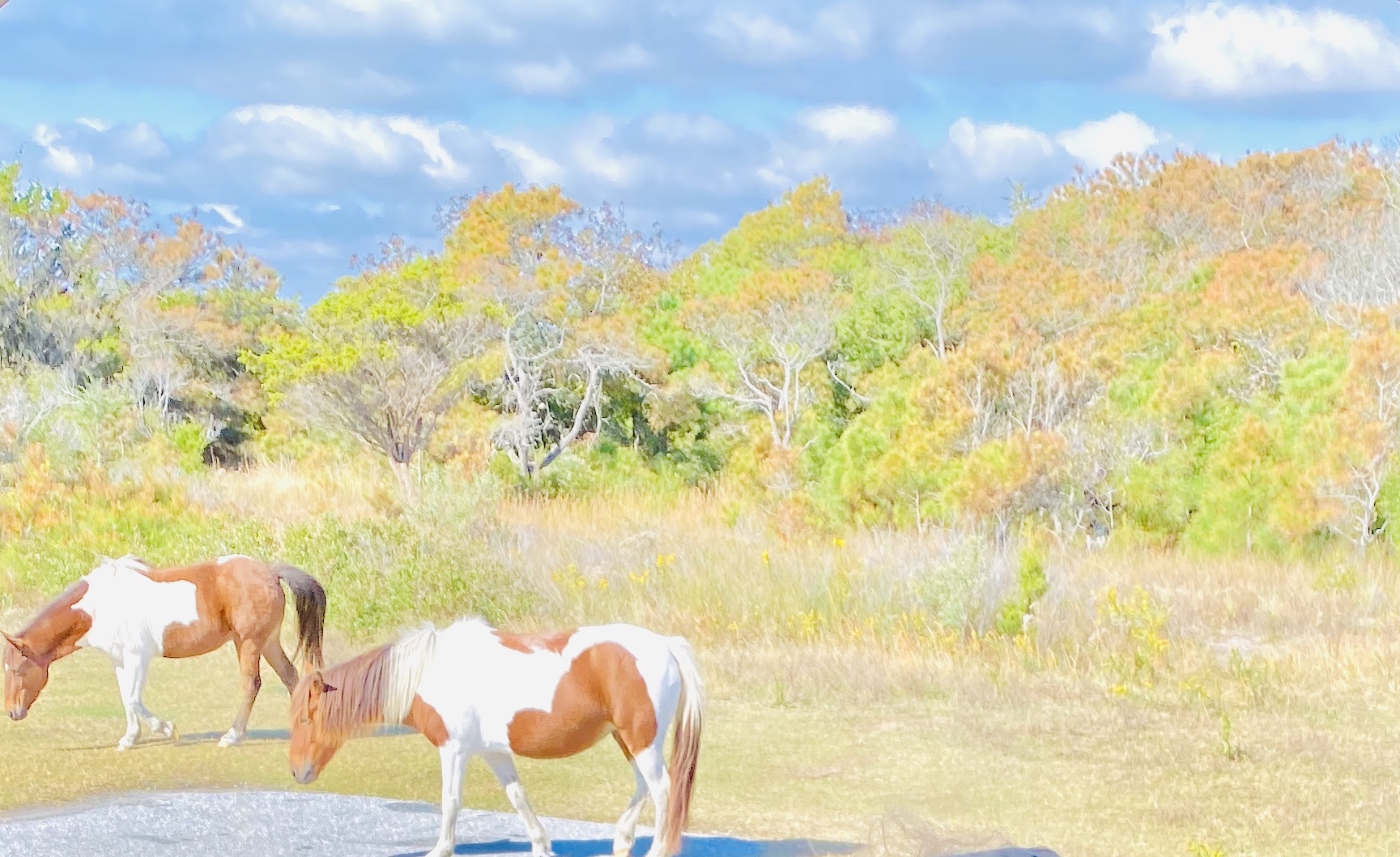 Horses in Berlin Maryland