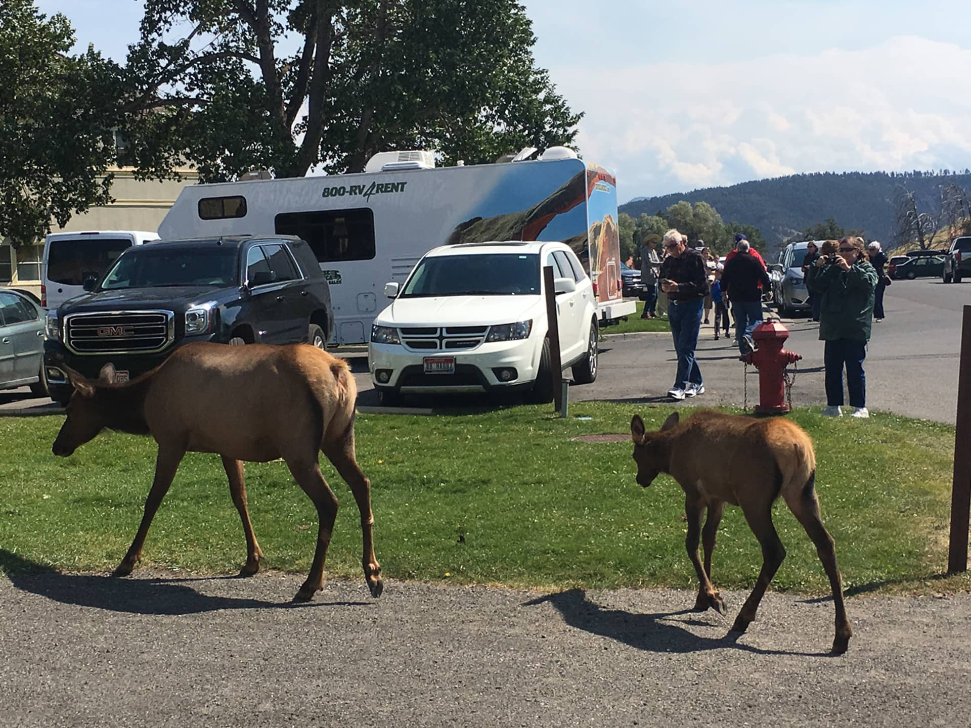 Two elk wander through a parking lot in front of cars and people.