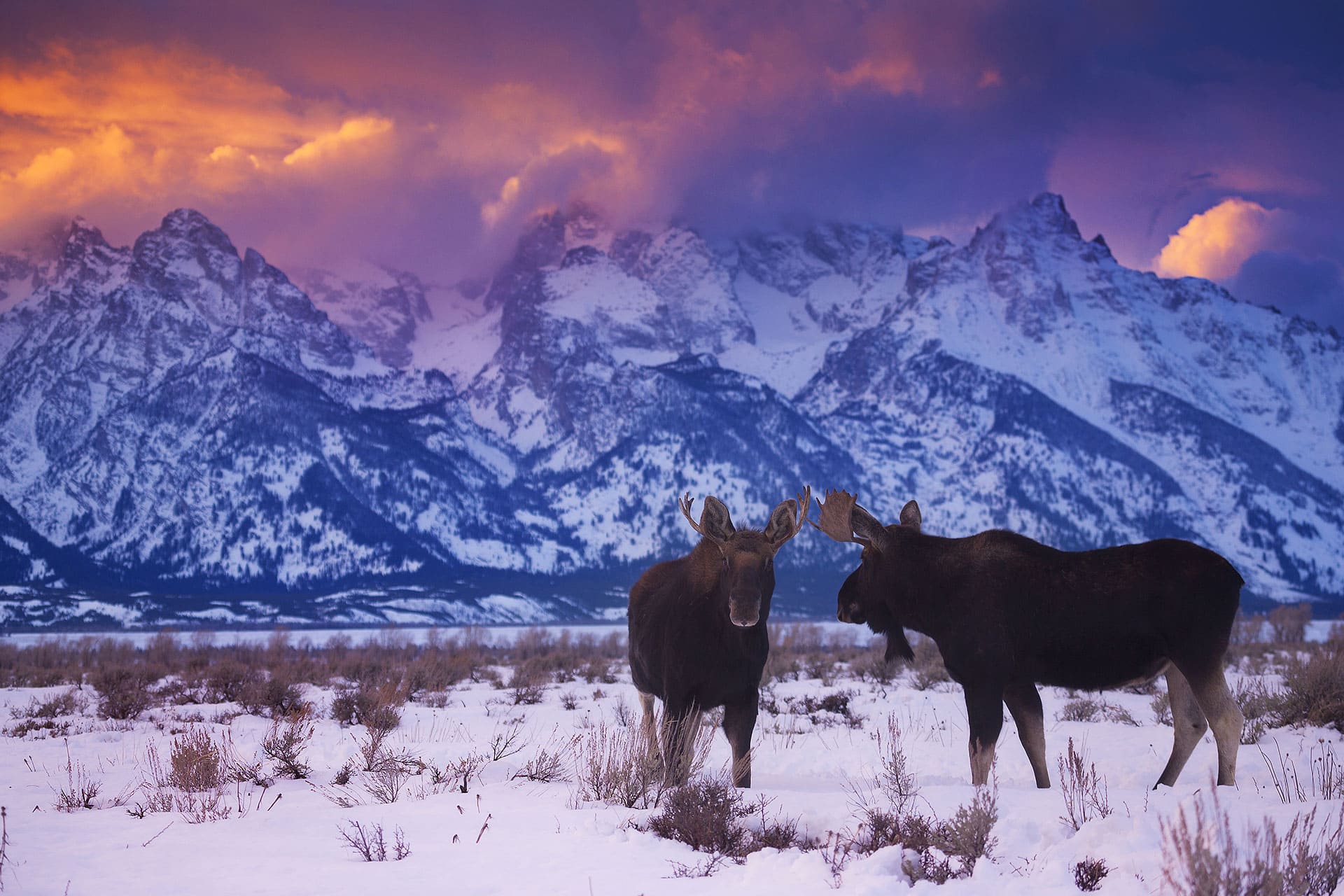 Two bull moose in snow in Grand Teton National Park