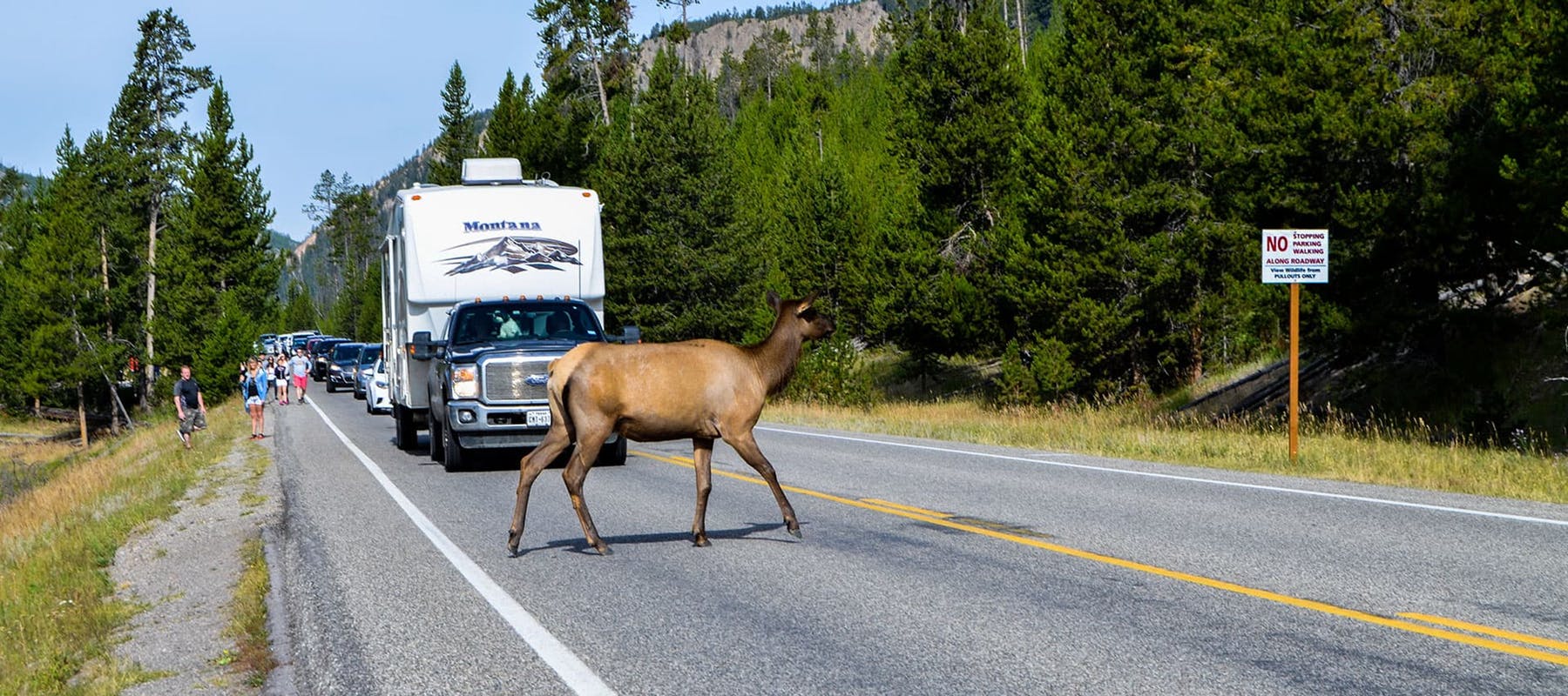 A deer walks across a street.