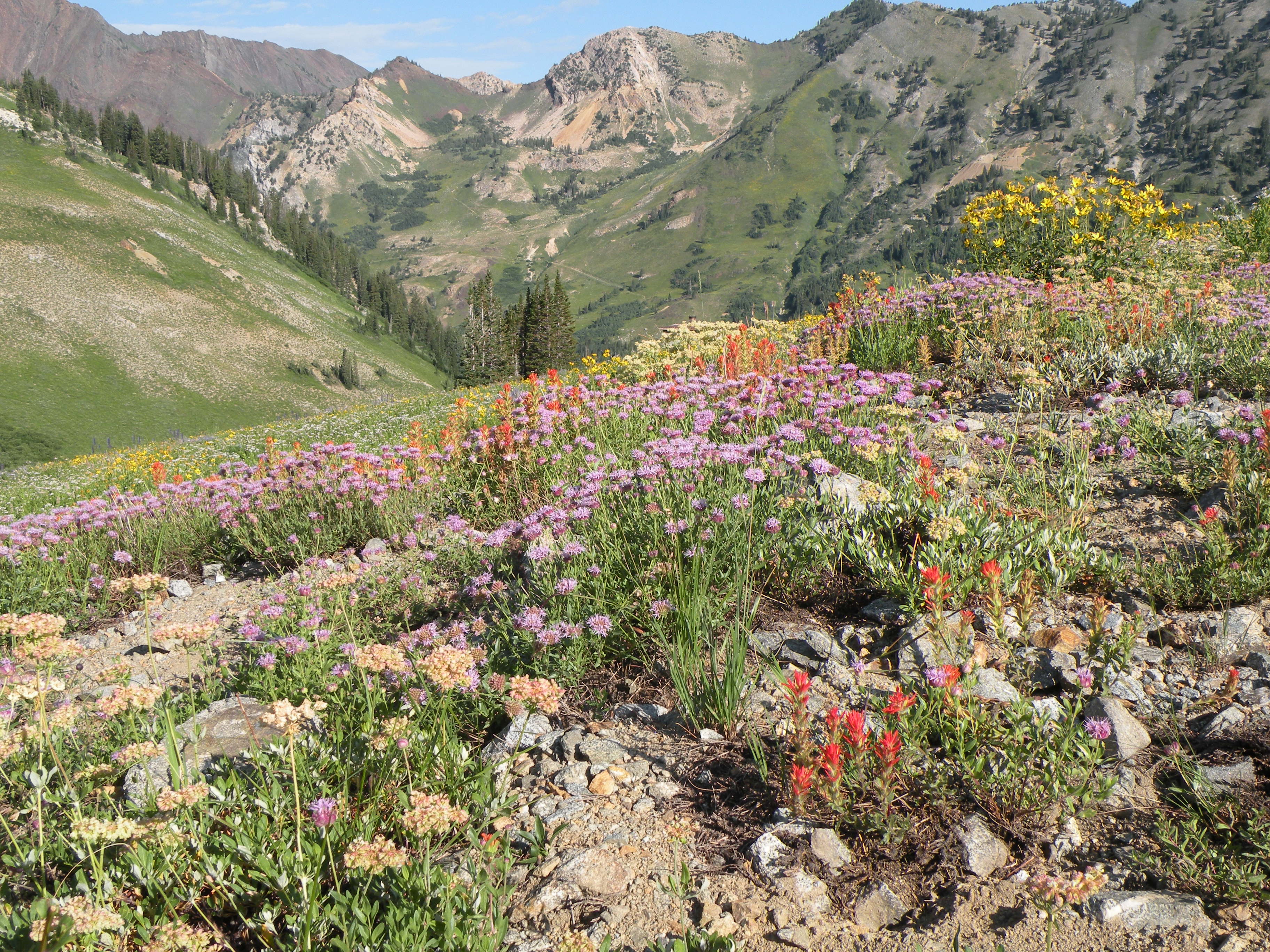 Yellow, red, and pink wildflowers blooming on a grassy mountainside in Uinta-Wasatch-Cache National Forest. 
