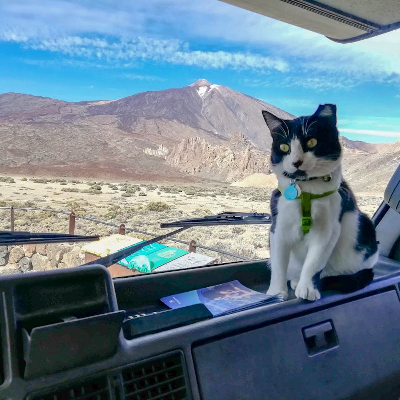 A black and white cat perched on the dashboard of an RV.