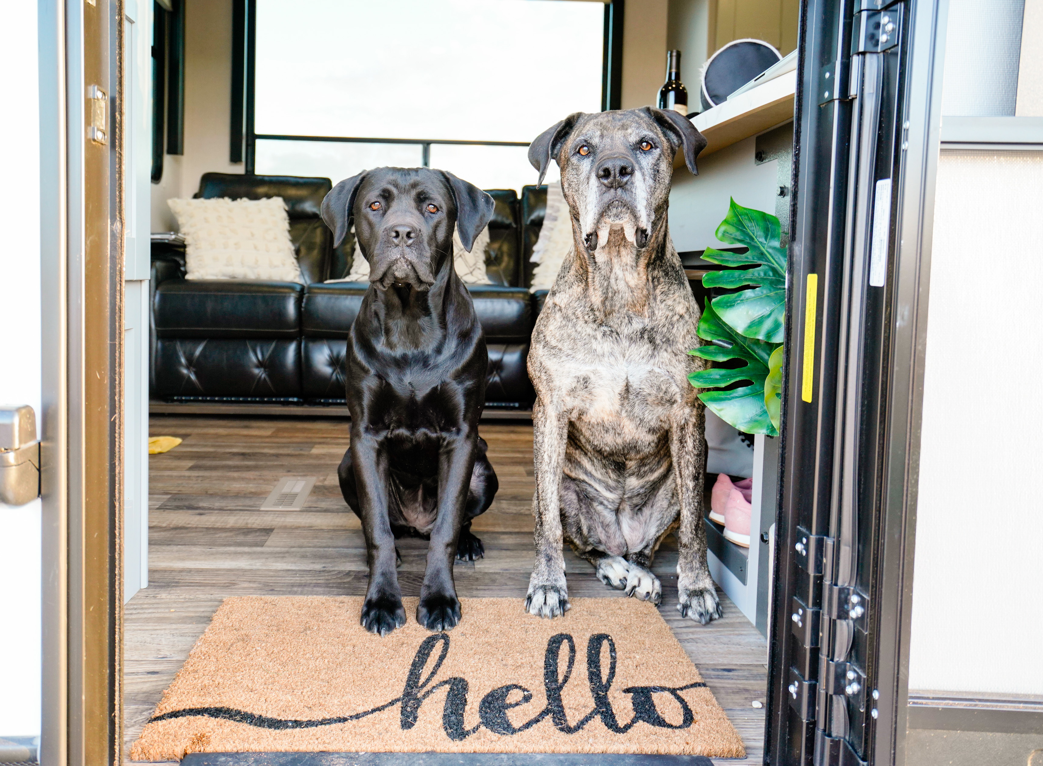 Two dogs sit at the door of an RV
