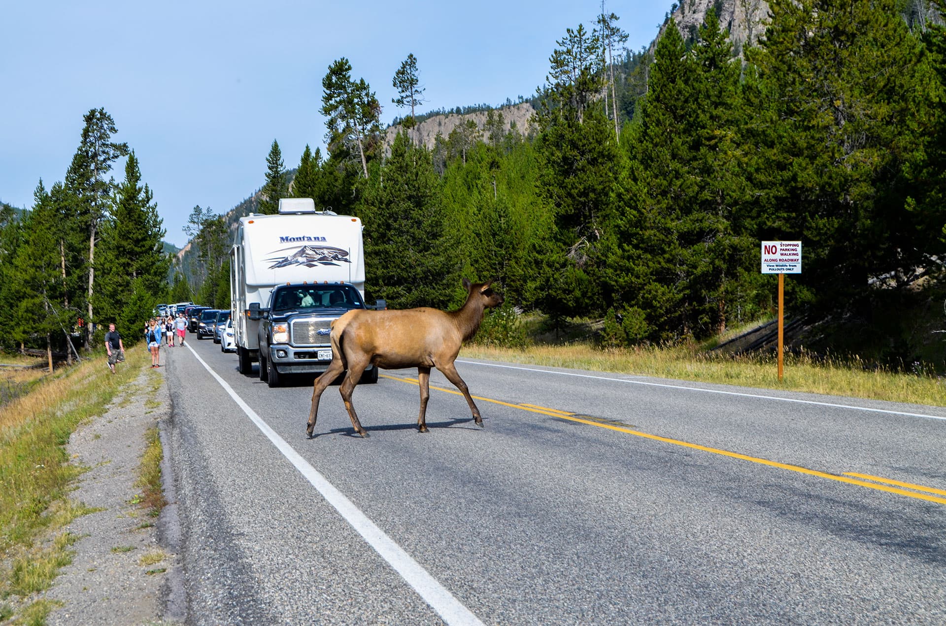Elk crossing a road in front of an towable RV in Yellowstone National Park.