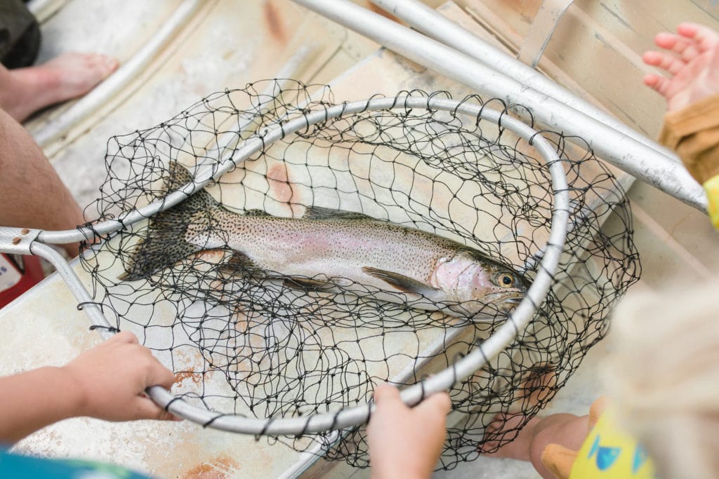 Fresh trout caught in net laying at the bottom of a boat
