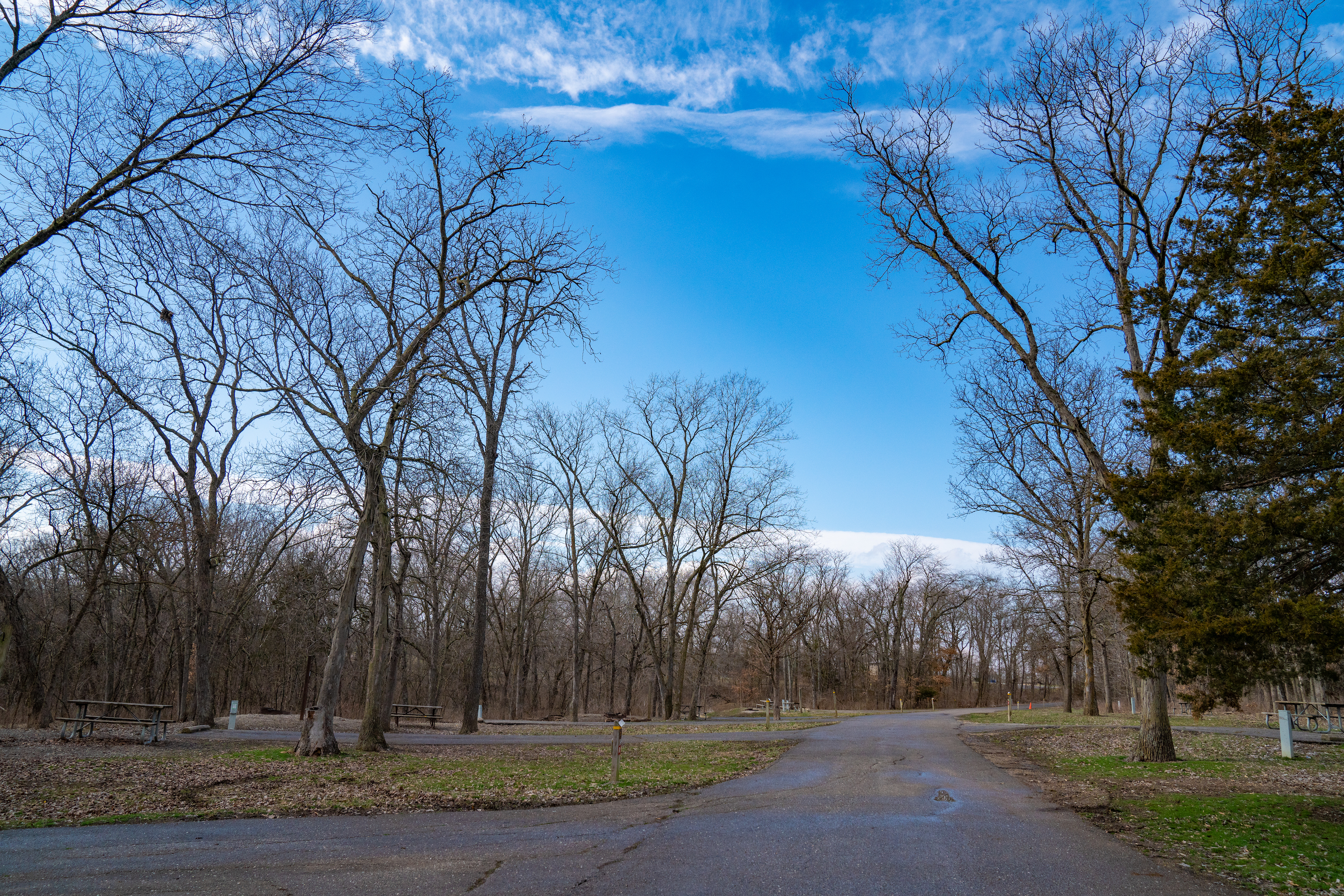 A road through bare trees.