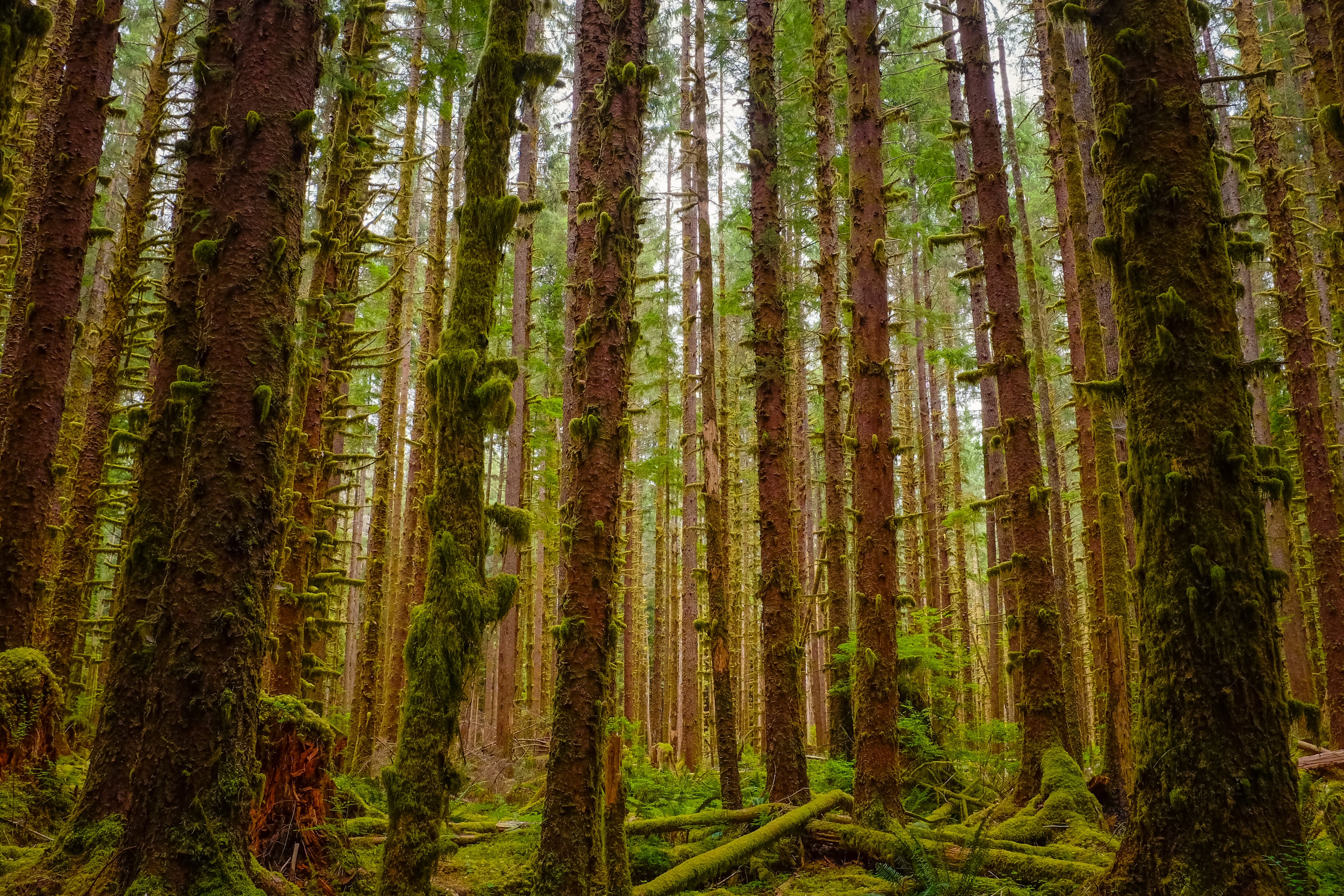 Tall trees in dense forest with moss covered logs on the ground