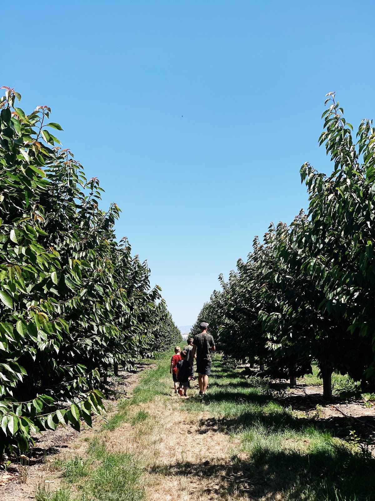 A dad and his boys walking down an orchard row.
