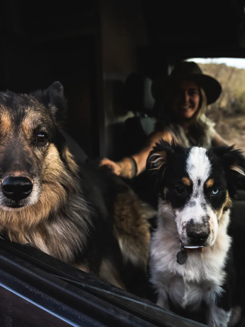 Two dogs sit in the passenger seat of while Kalen Thorien drives the Thor Motor Coach Sanctuary