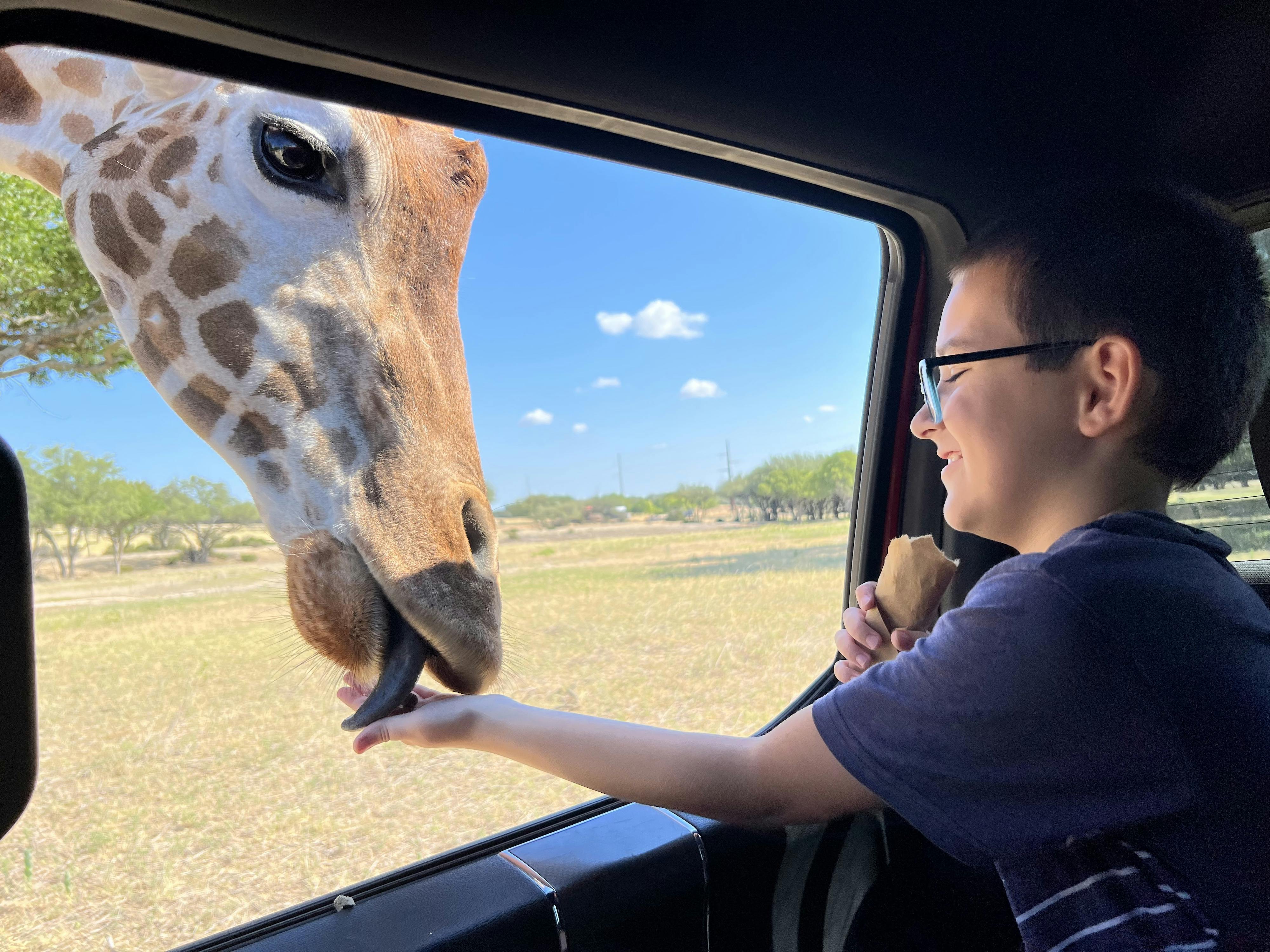 Alison Takacs child feeding a giraffe through the window of their car