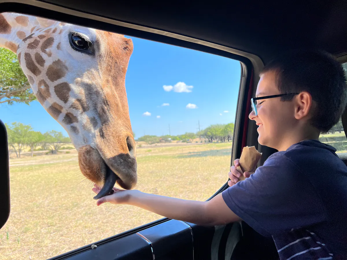 Alison Takacs child feeding a giraffe through the window of their car