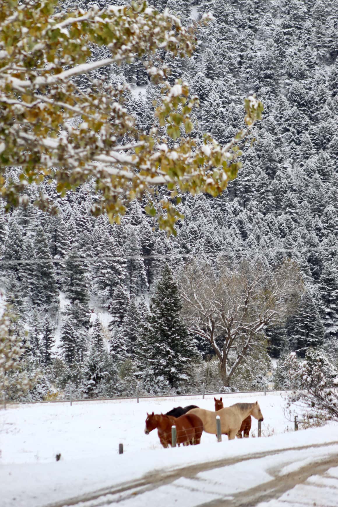 Cluster of horses stands in snow with snowy pine trees in the background