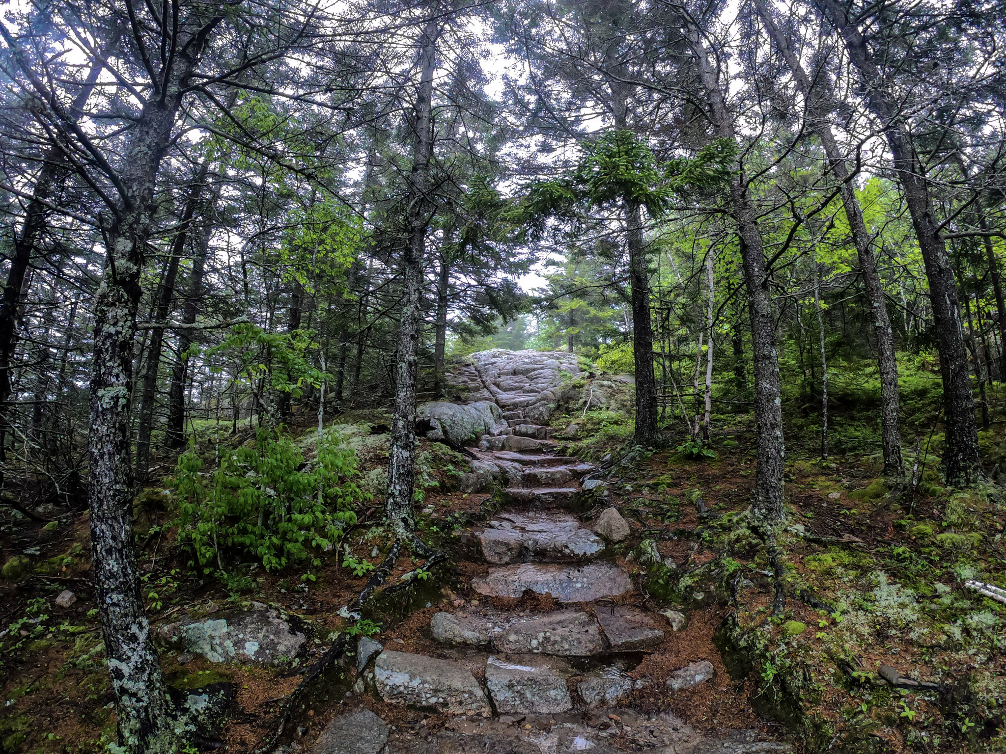 A natural stone staircase winding up a mossy hill. 