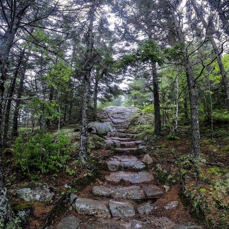 A natural stone staircase winding up a mossy hill.
