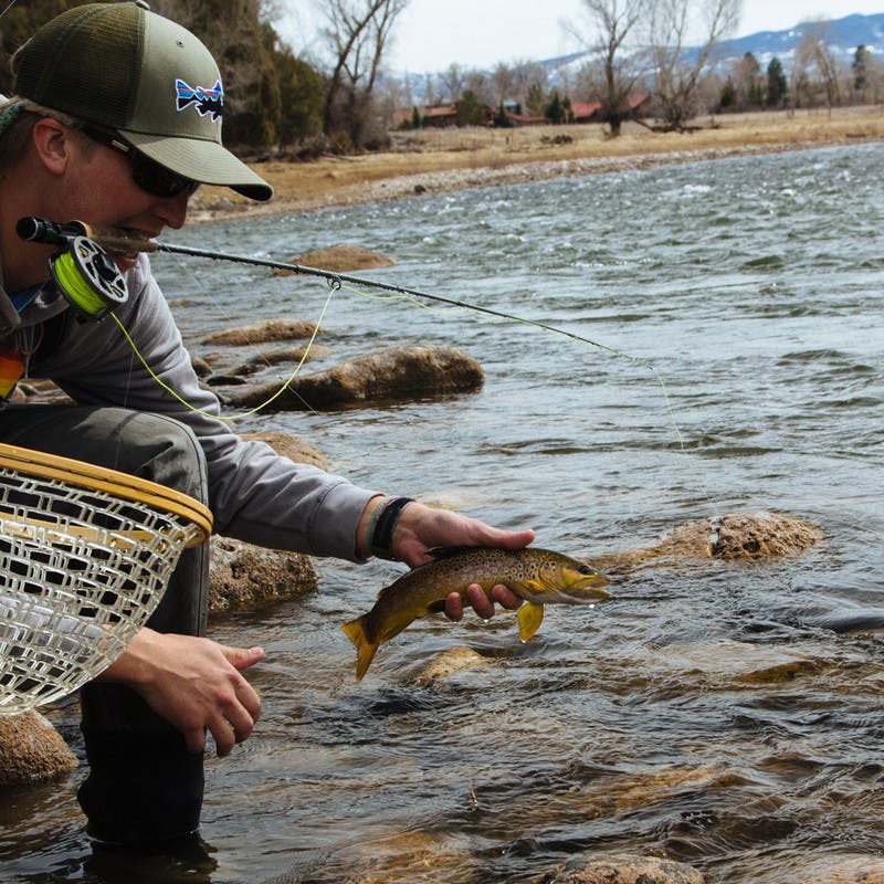 Pulling a fish out of the Roaring Fork River as someone out of frame holds a net ready.