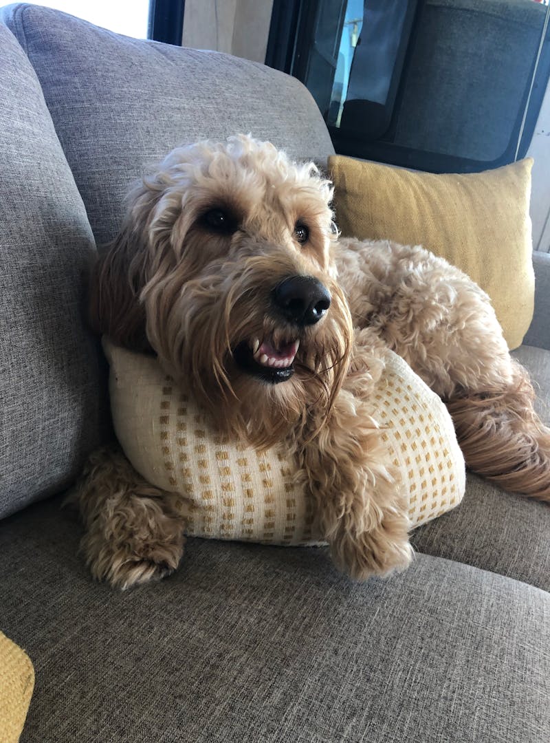 A smiling goldendoodle dog on an RV couch.