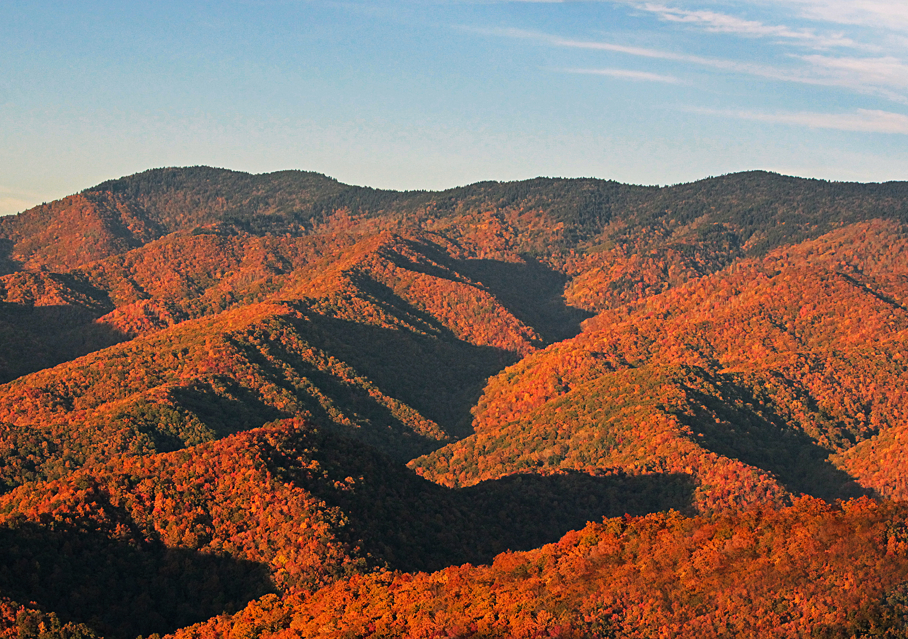 Fall Foliage covering a mountainside in a National Forest 