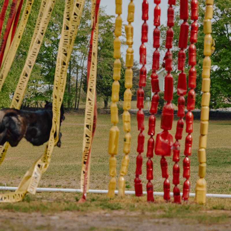 Aaron Tucker training his dog