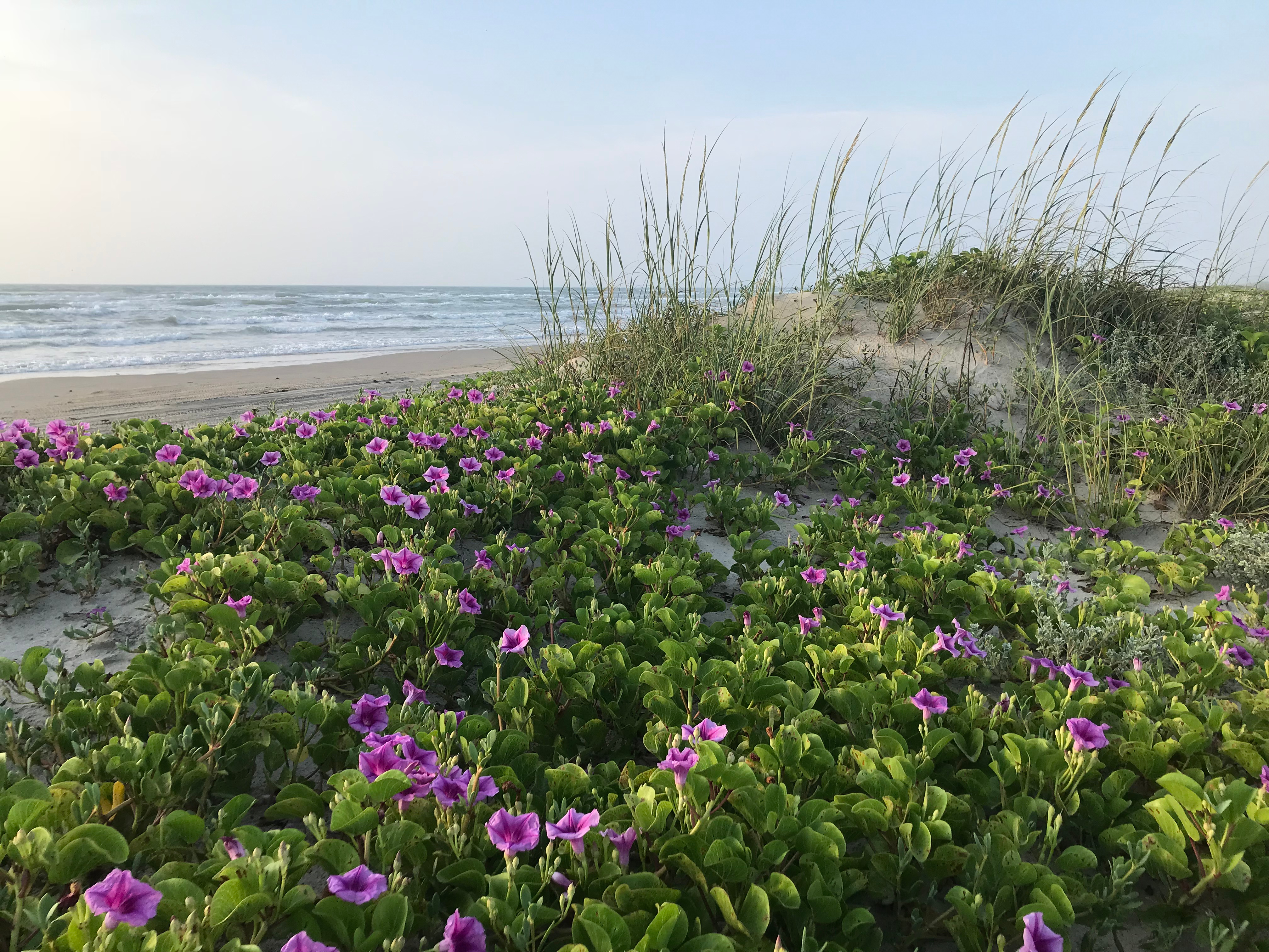 Purple flowers and green grasses on sandy beach with small ocean waves