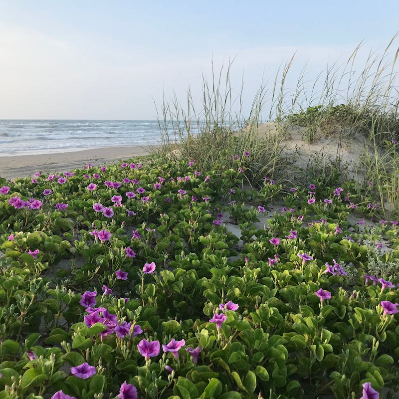 Purple flowers and green grasses on sandy beach with small ocean waves