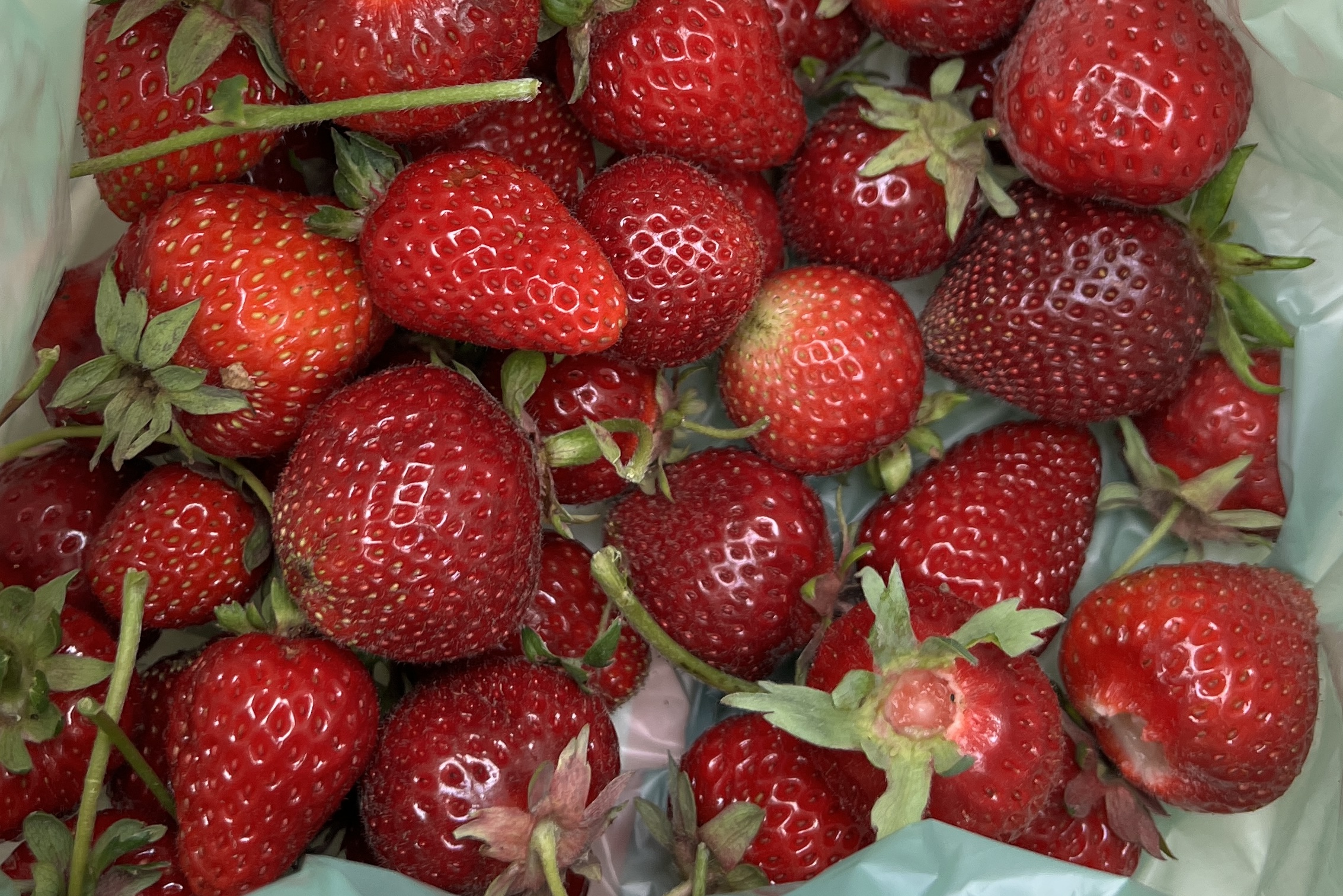 A bag of fresh strawberries 